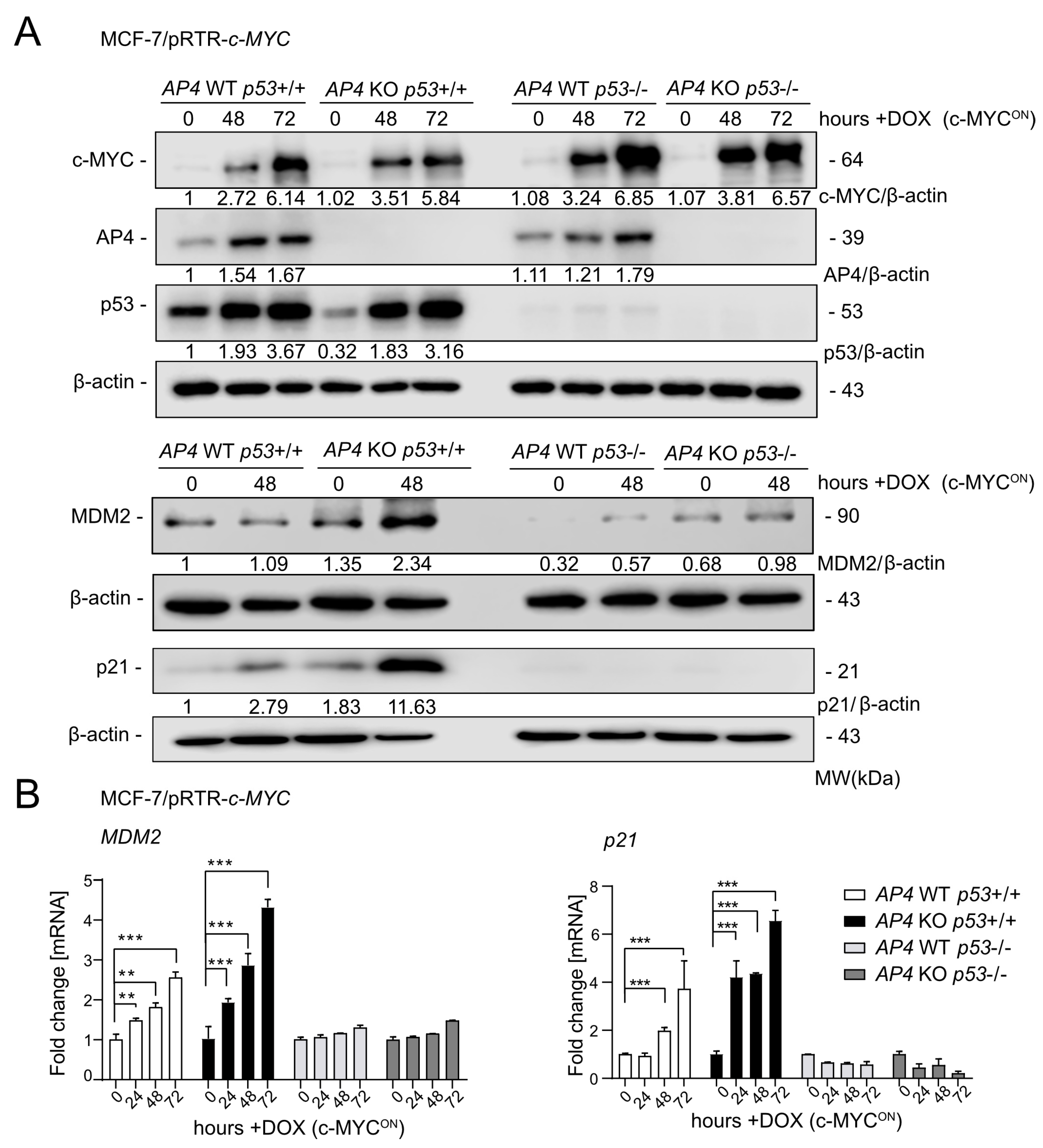 Cancers 15 01162 g001