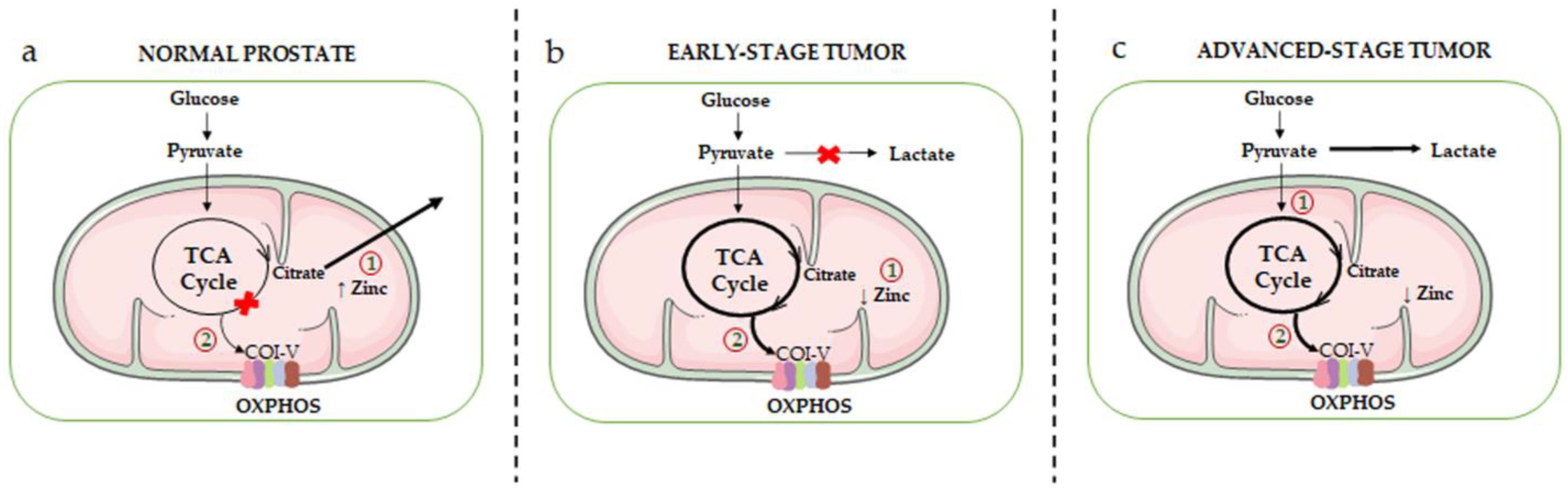Cancers 15 01192 g001