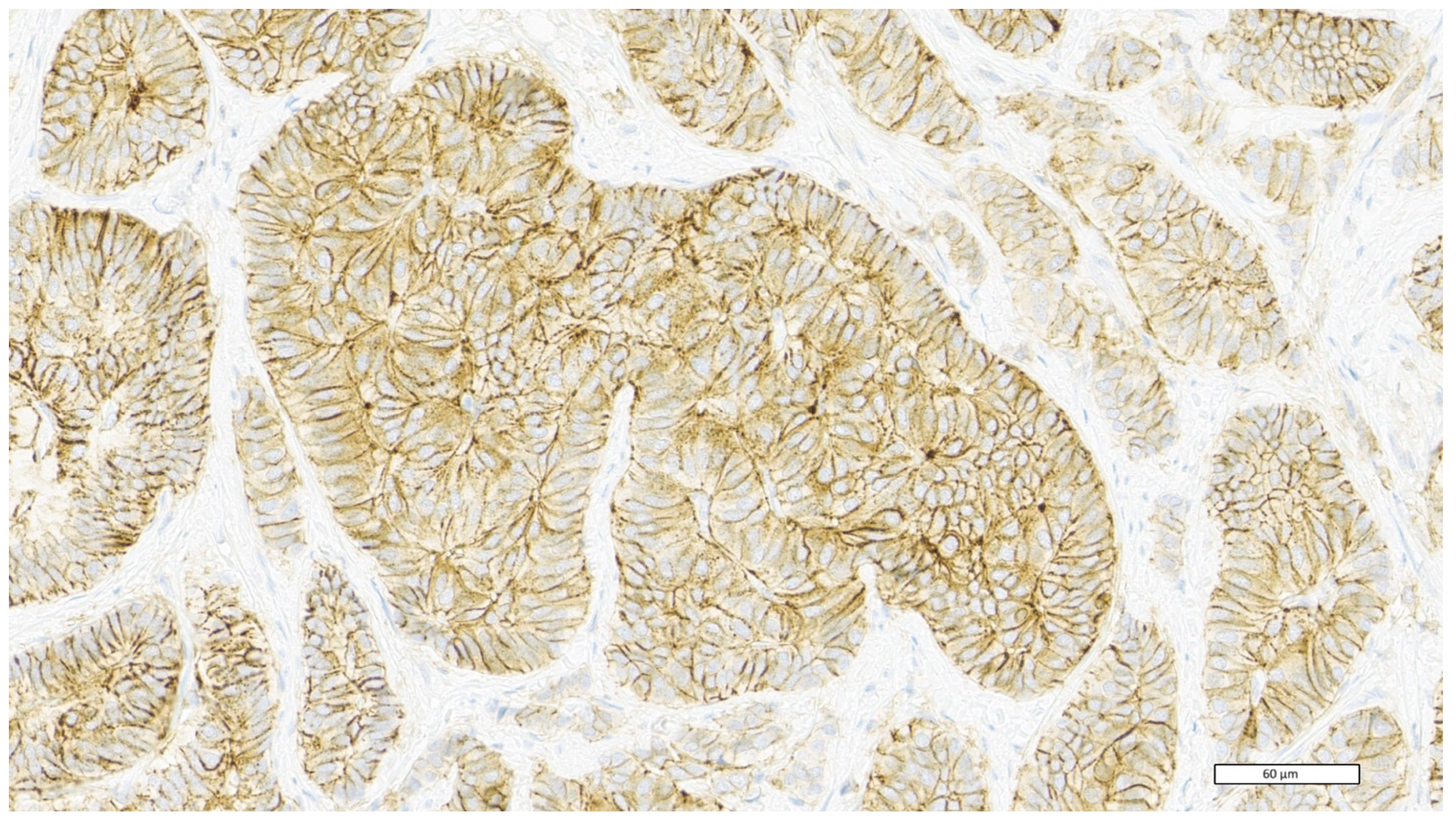 Cancers 15 01212 g001 Cancers 15 01212 g001