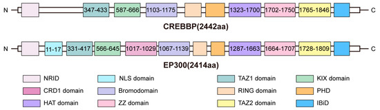 Identification of de novo EP300 and PLAU variants in a patient