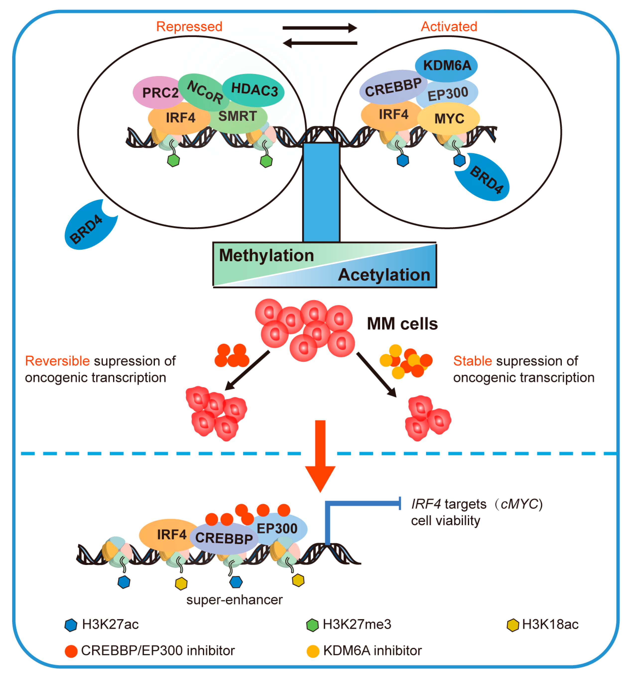 トリック The Role of CREBBP/EP300 and Its Therapeutic Implications in
