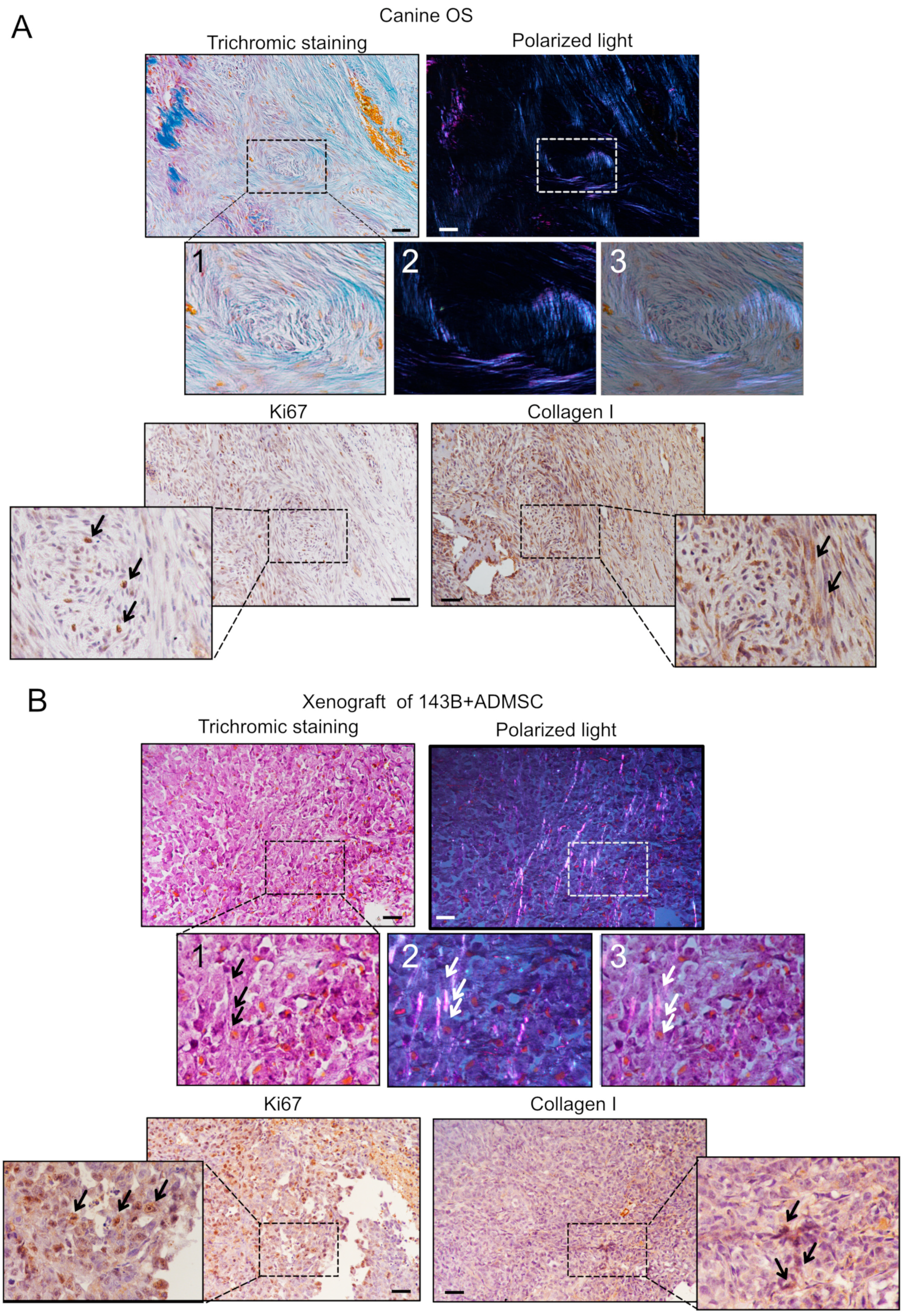 Cancers 15 01221 g003 Cancers 15 01221 g003