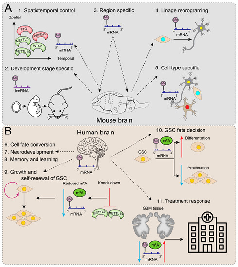 Understanding the Epitranscriptome for Avant-Garde Brain