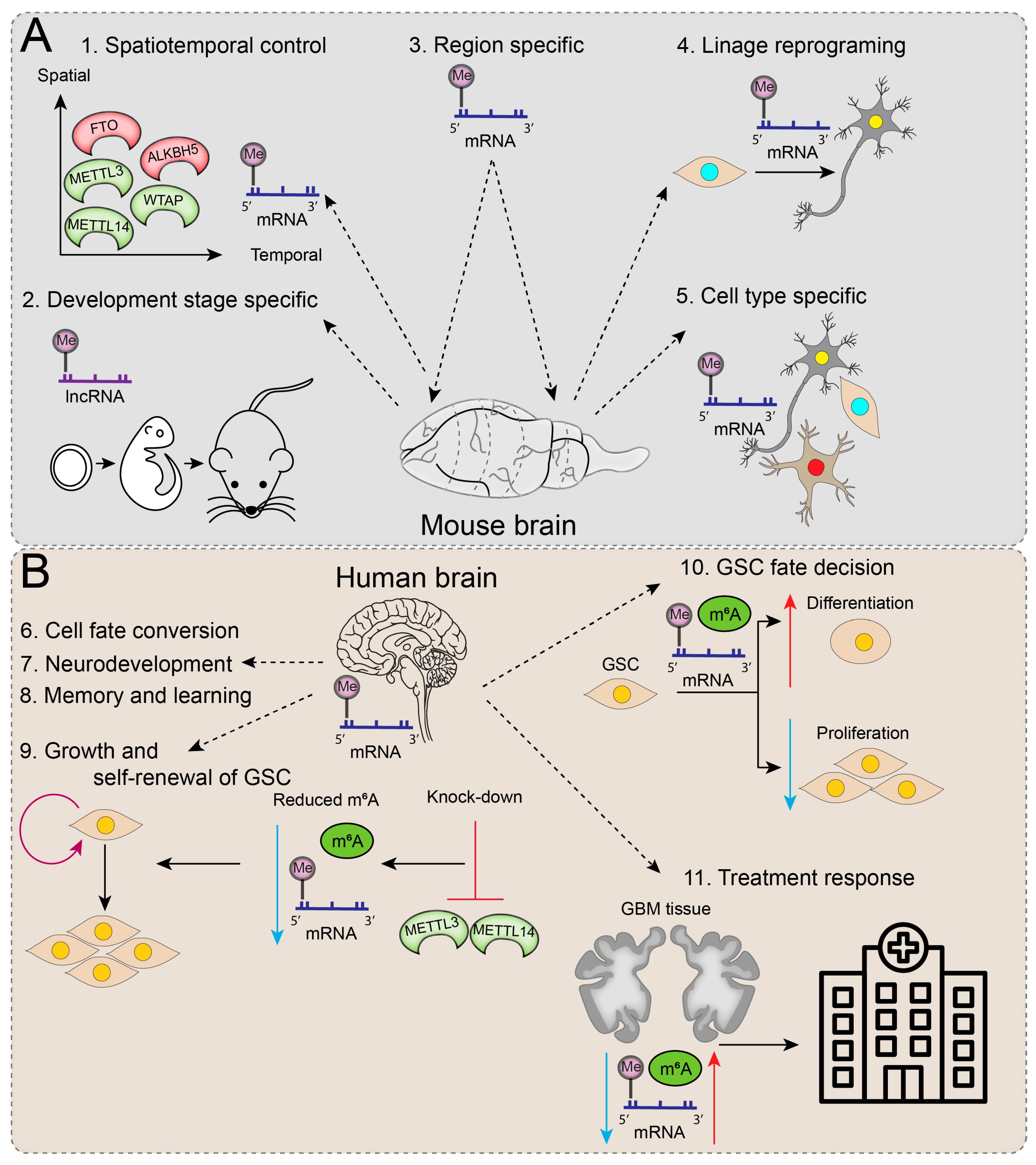 Understanding the Epitranscriptome for Avant-Garde Brain Understanding the Epitranscriptome for Avant-Garde Brain