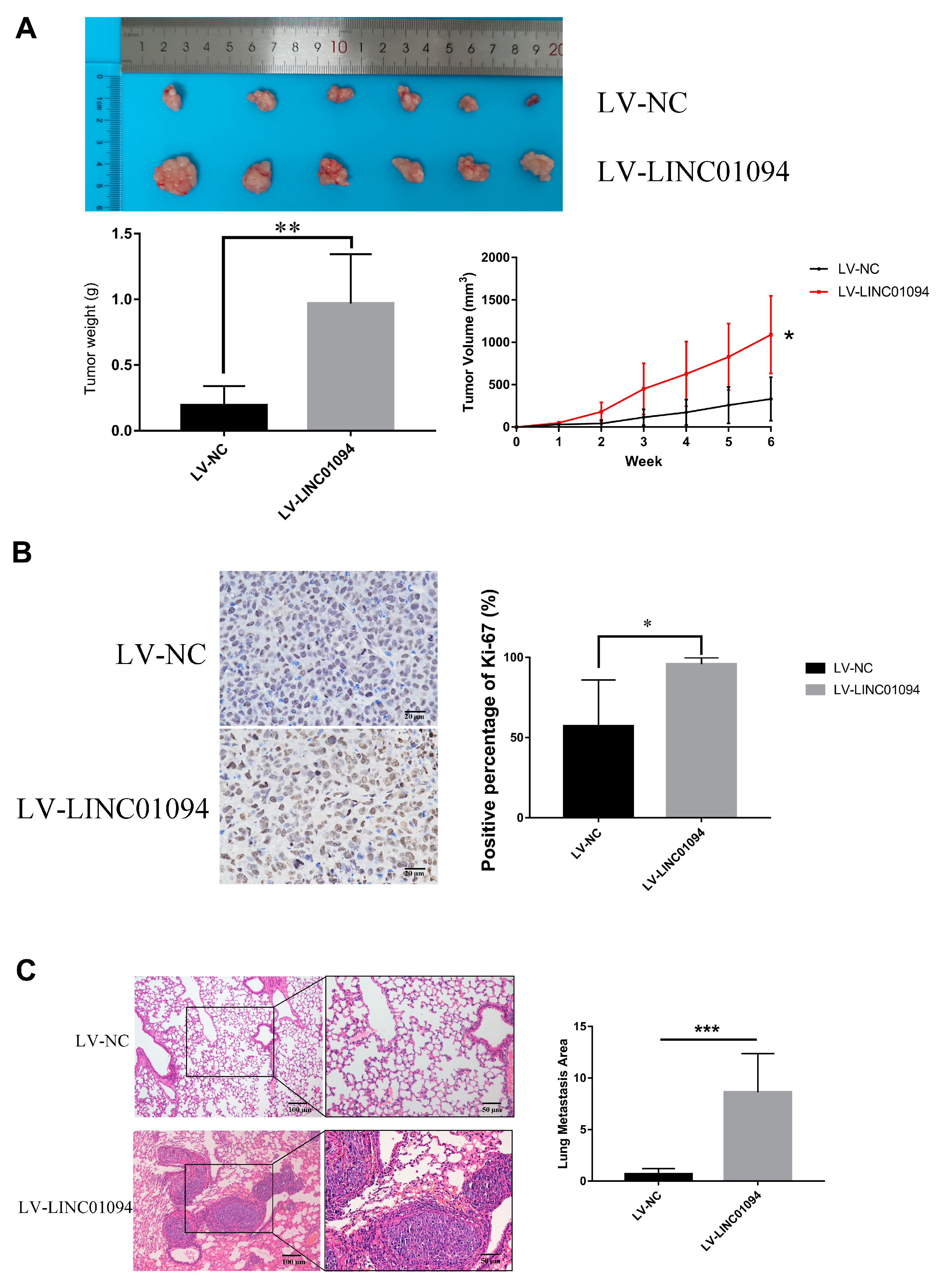 Cancers 15 01261 g007 Cancers 15 01261 g007