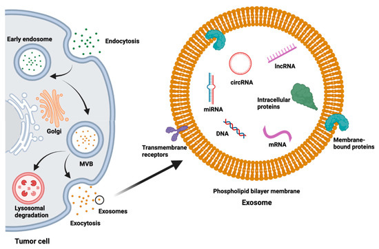 ジャーナル Extracellular vesicles and particles impact the systemic