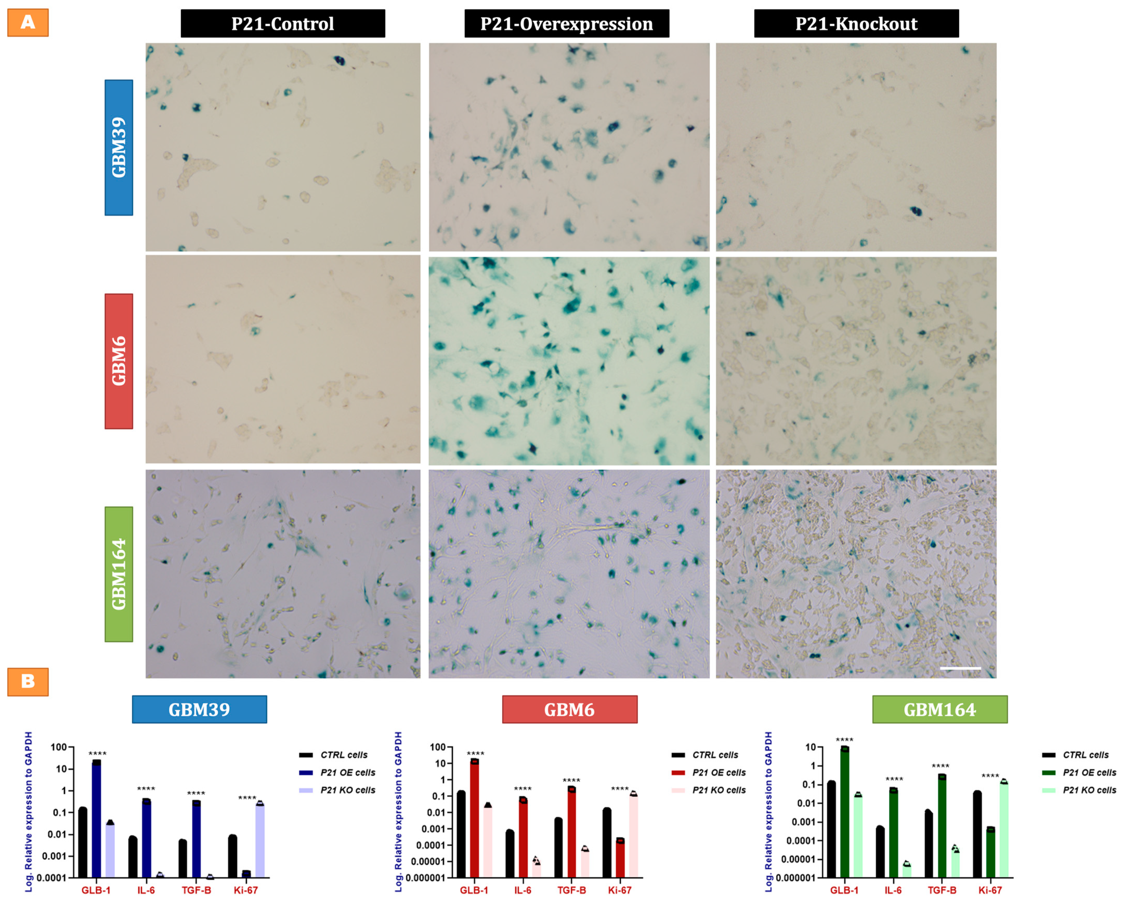 Cancers 15 01279 g004 Cancers 15 01279 g004