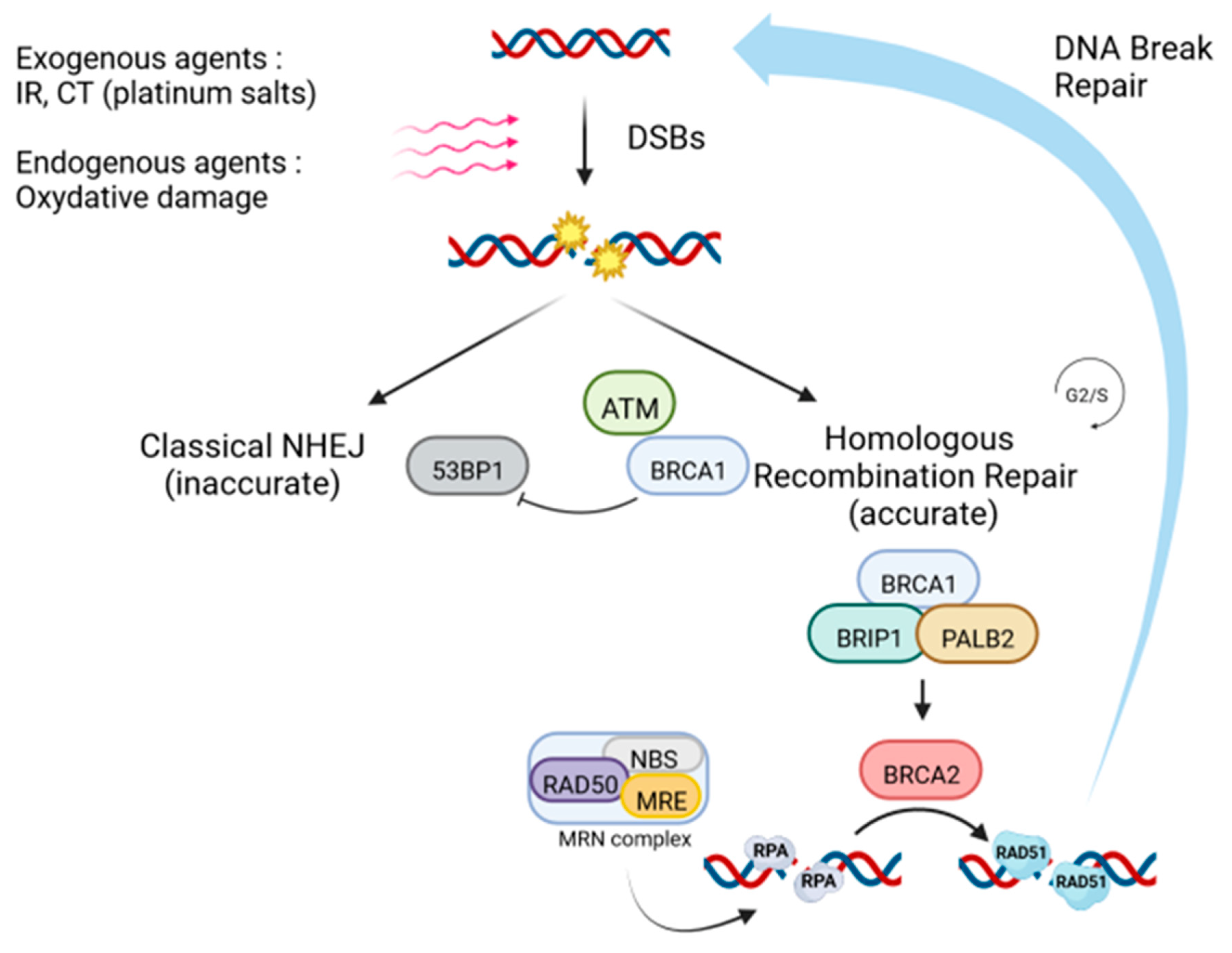 Alterations in homologous recombination repair genes in prostate