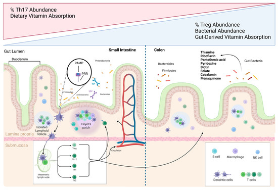 The Role of Microbiota-Derived Vitamins in Immune Homeostasis and