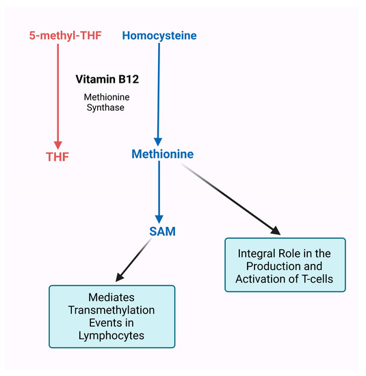 Cancers Free FullText The Role of MicrobiotaDerived Vitamins in