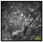 Cancers 15 01302 i002 Cancers 15 01302 i002