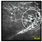 Cancers 15 01302 i003 Cancers 15 01302 i003