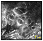 Cancers 15 01302 i006 Cancers 15 01302 i006