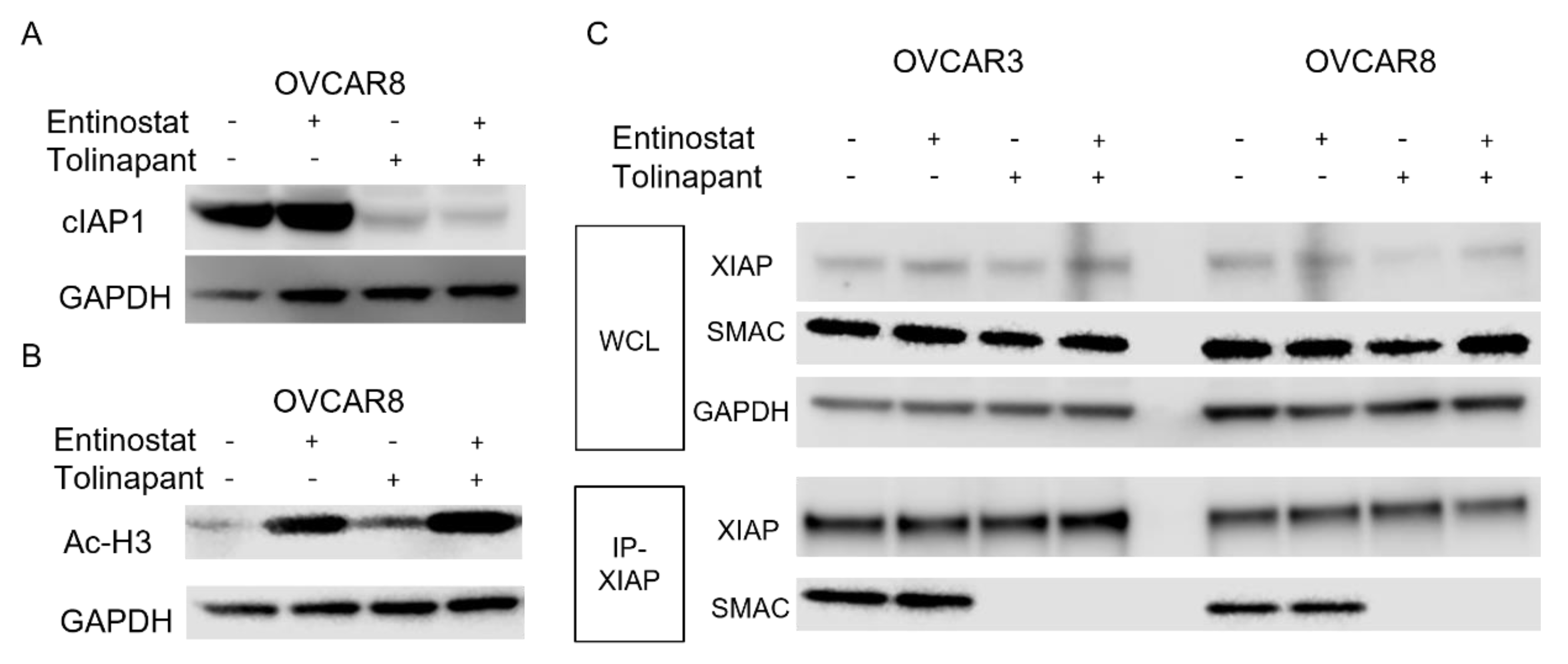 Cancers 15 01315 g002