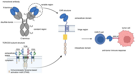 Challenges of Anti-Mesothelin CAR-T-Cell Therapy Challenges of Anti-Mesothelin CAR-T-Cell Therapy