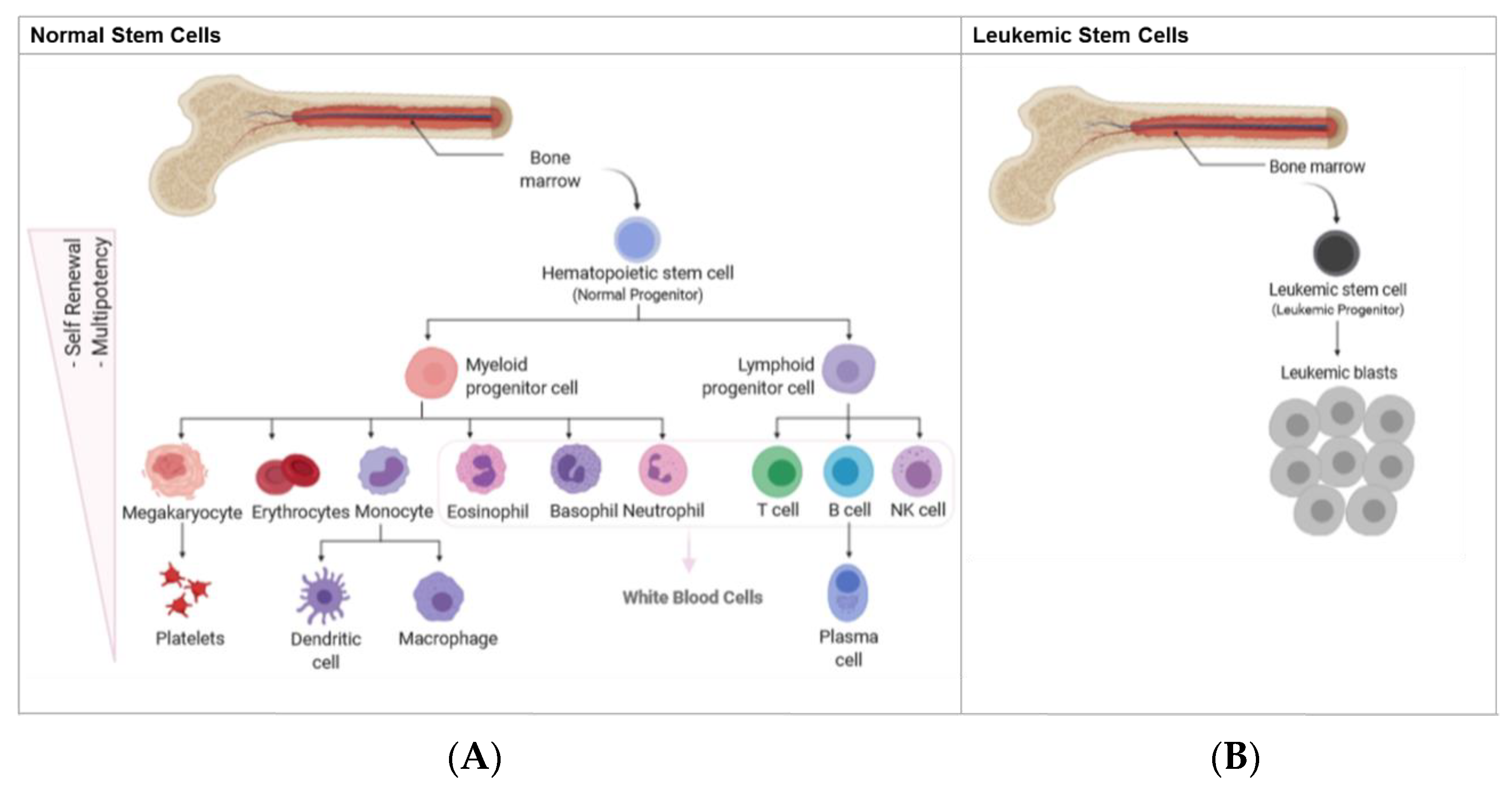 Cancers 15 01362 g001