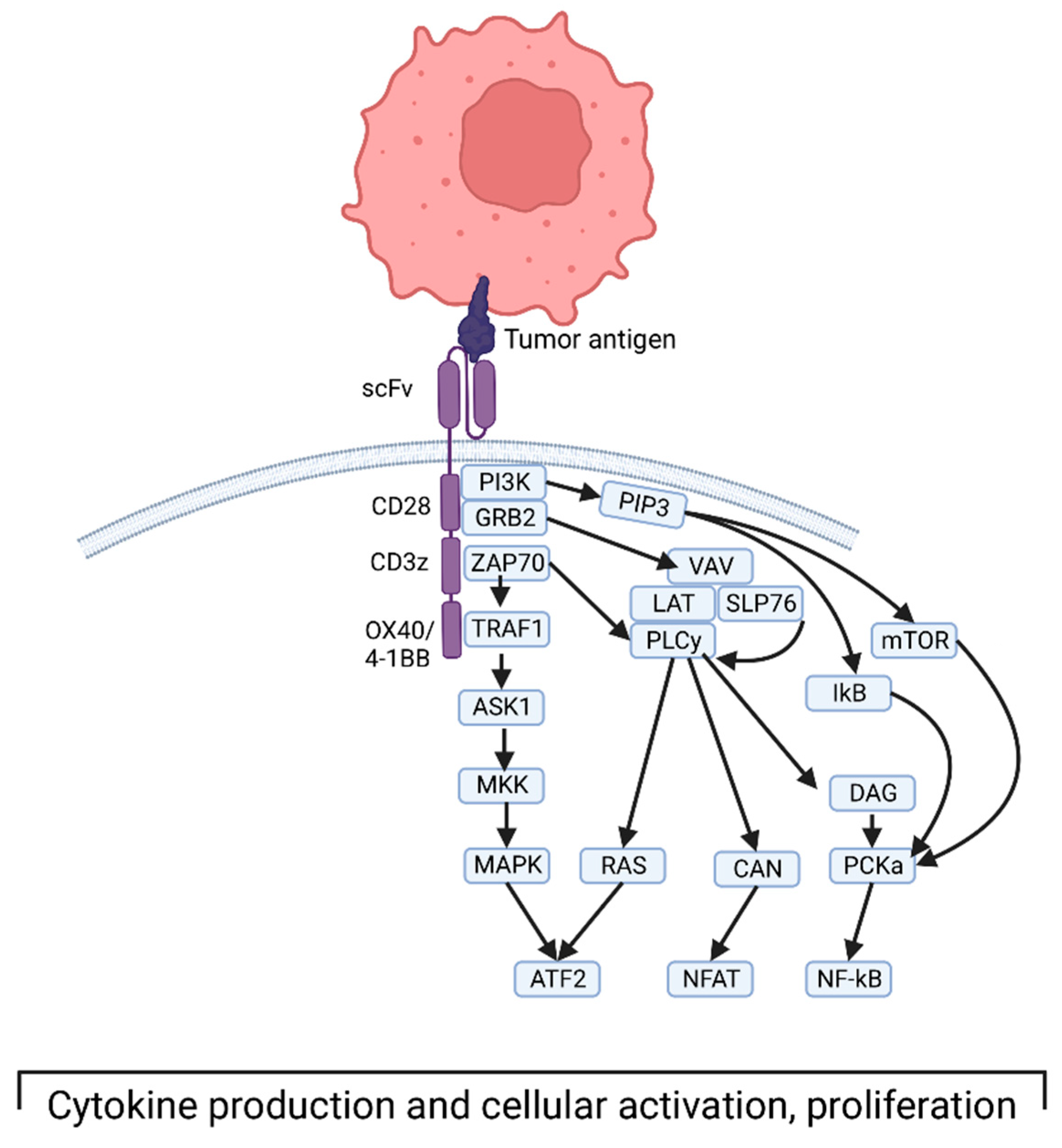 Cancers Free FullText CAR T Cell Therapy in Glioblastoma