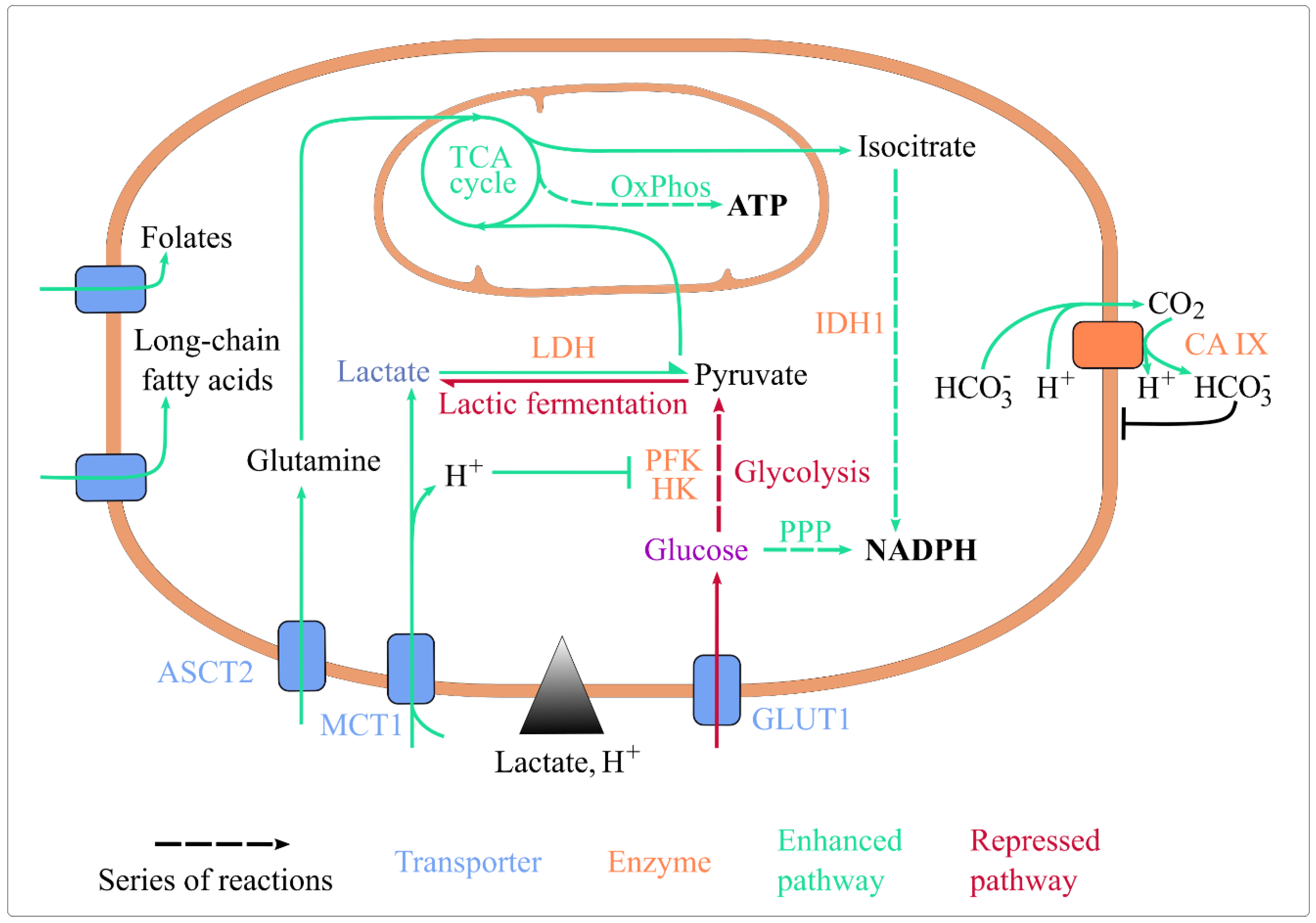 Cancers Free Full Text How Warburg Associated Lactic Acidosis cancers-free-full-text-how-warburg-associated-lactic-acidosis