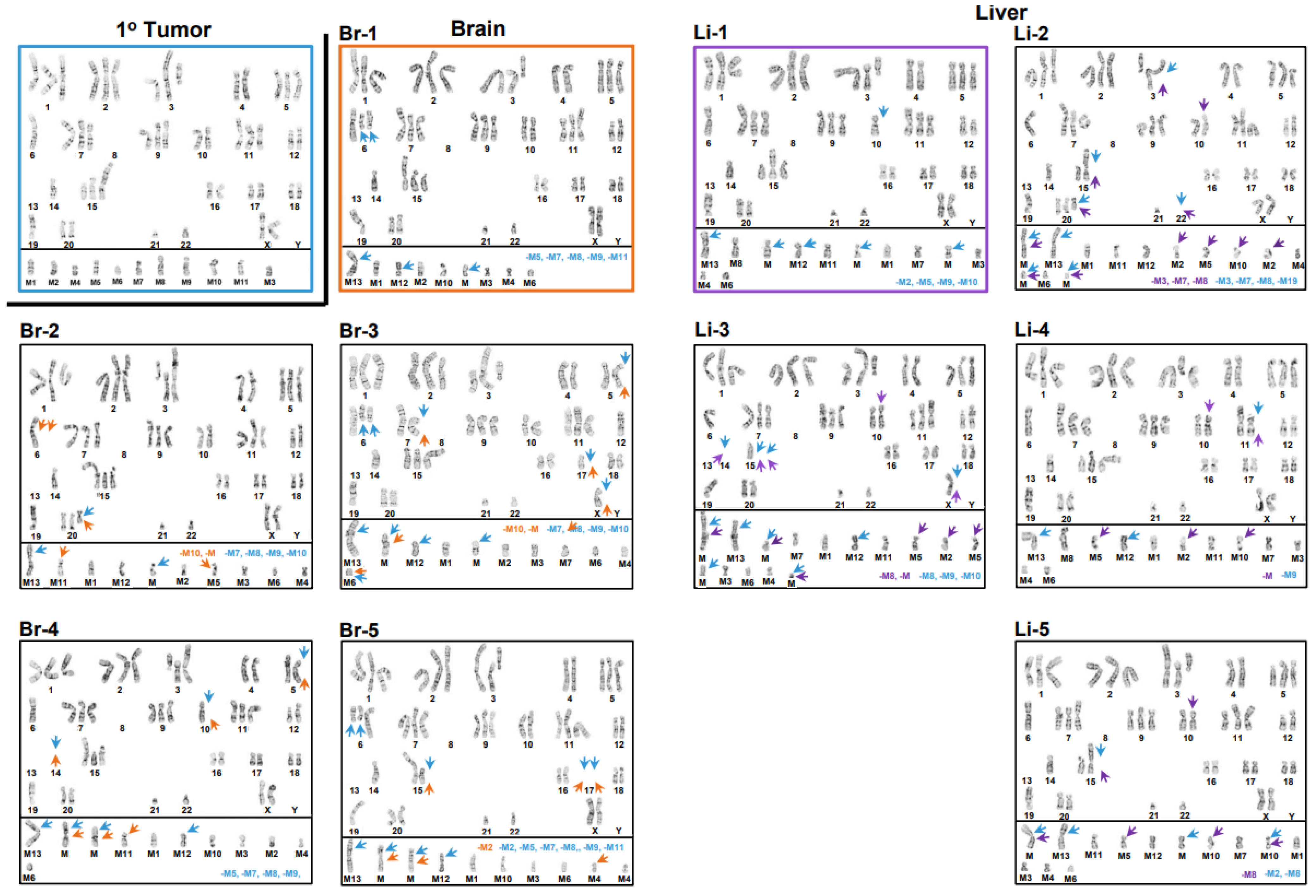 Cancers 15 01420 g002