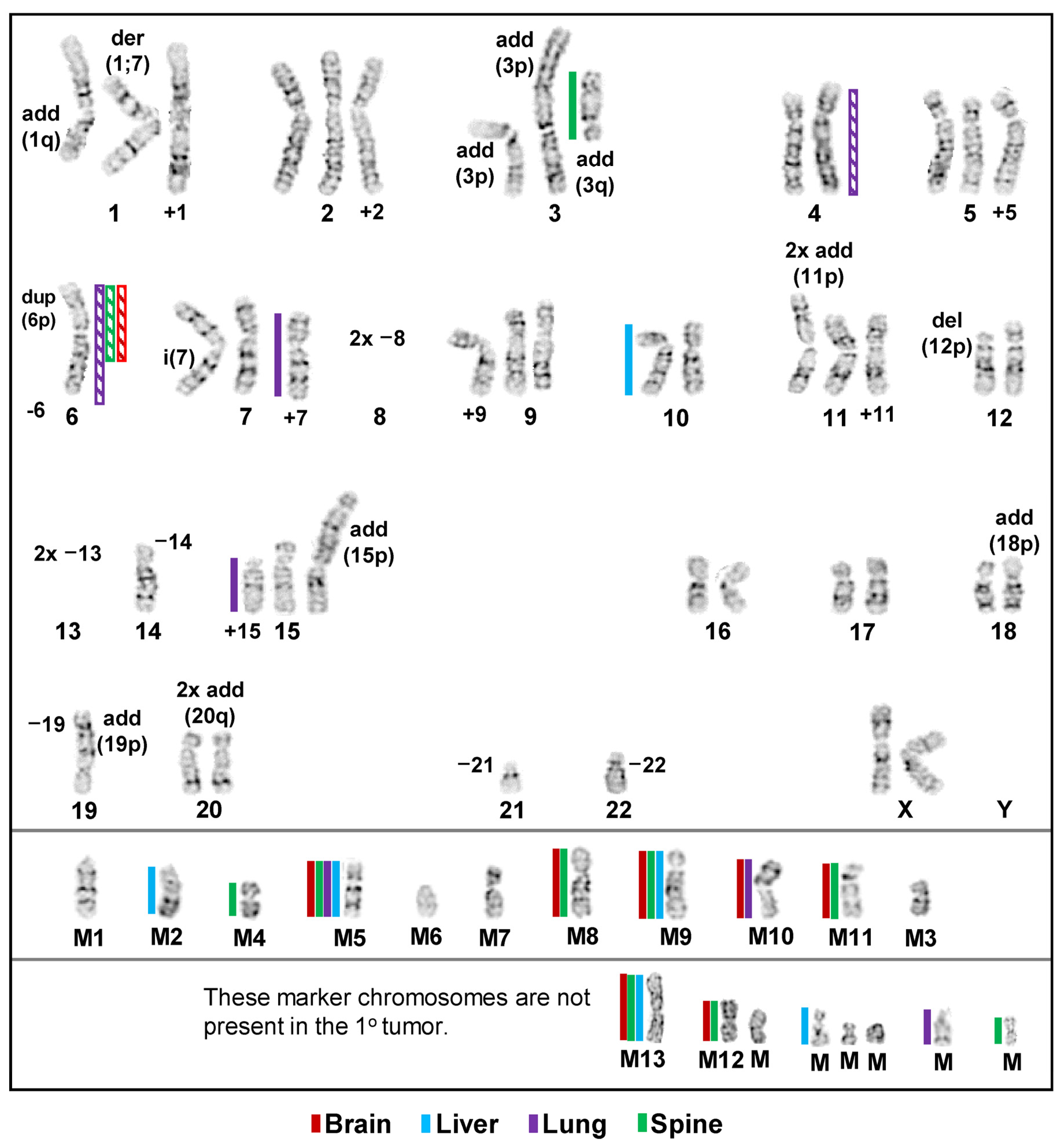 Cancers 15 01420 g004