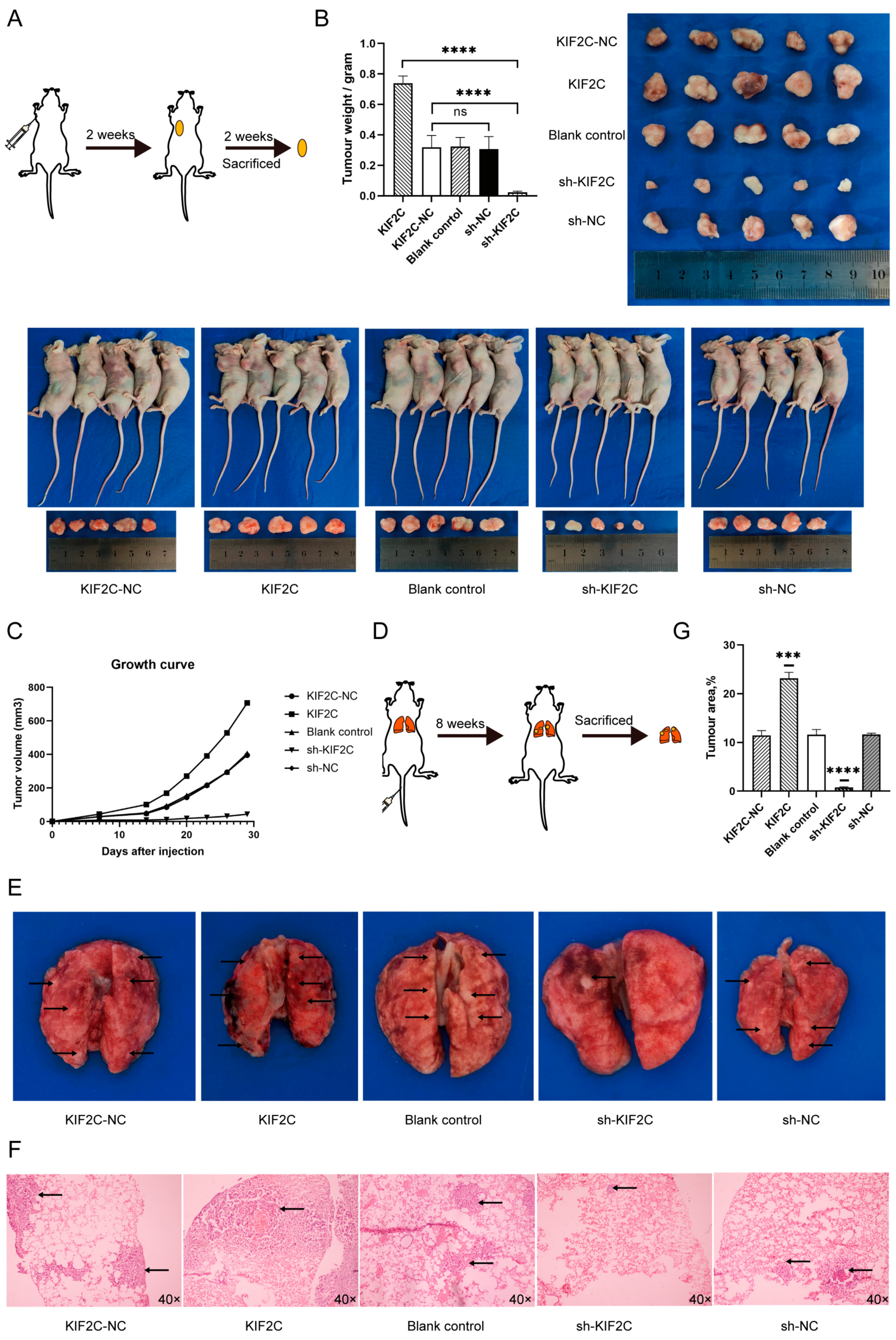 Cancers 15 01502 g005 Cancers 15 01502 g005