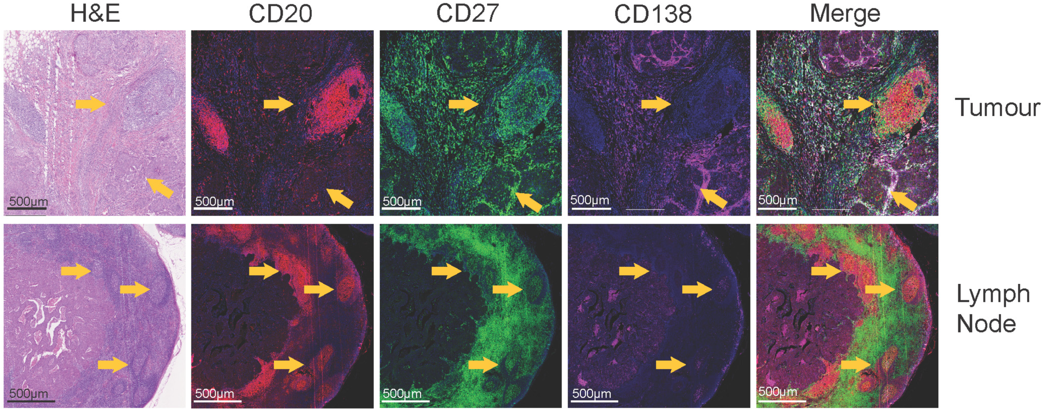 Cancers 15 01517 g002