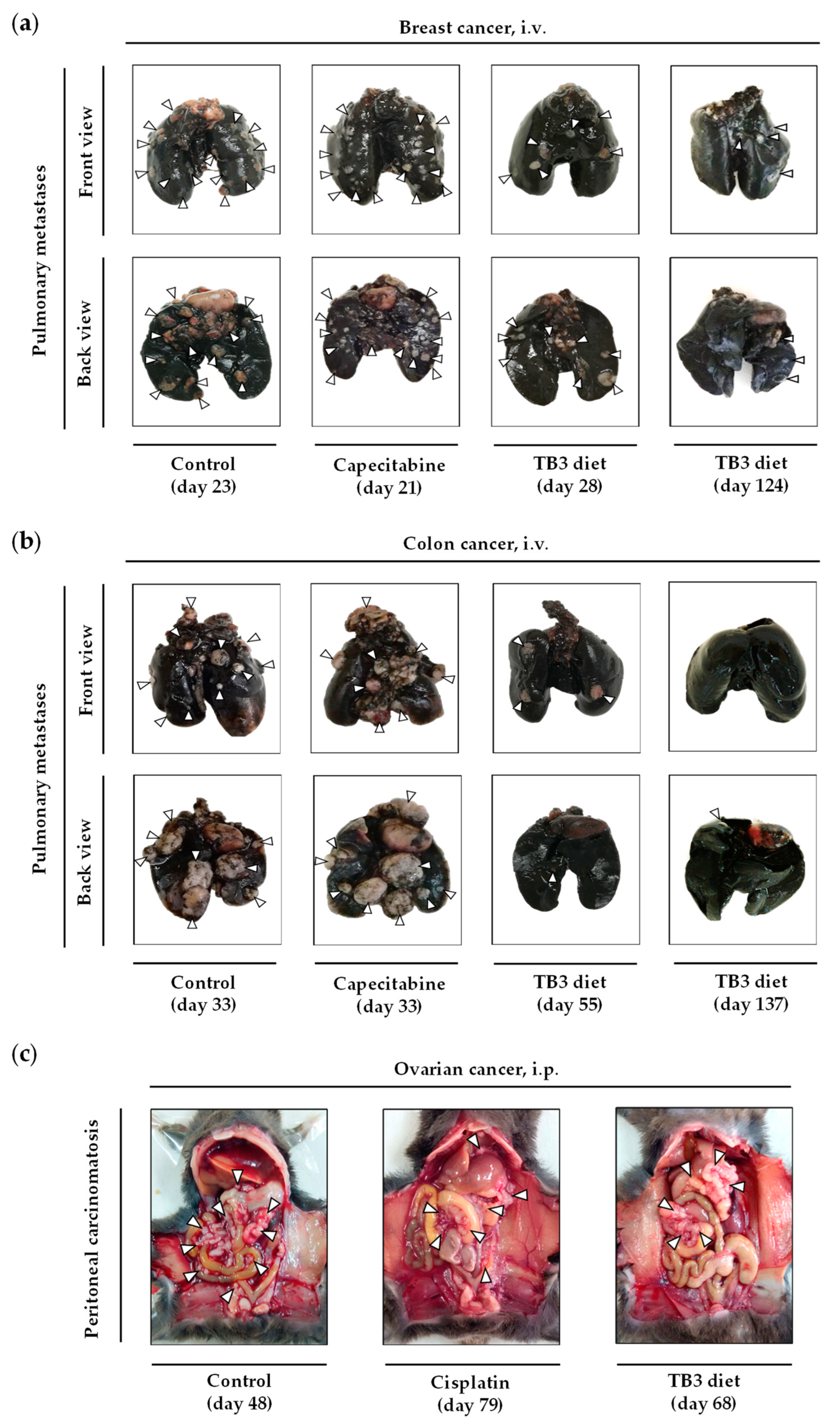 Cancers 15 01540 g008 Cancers 15 01540 g008