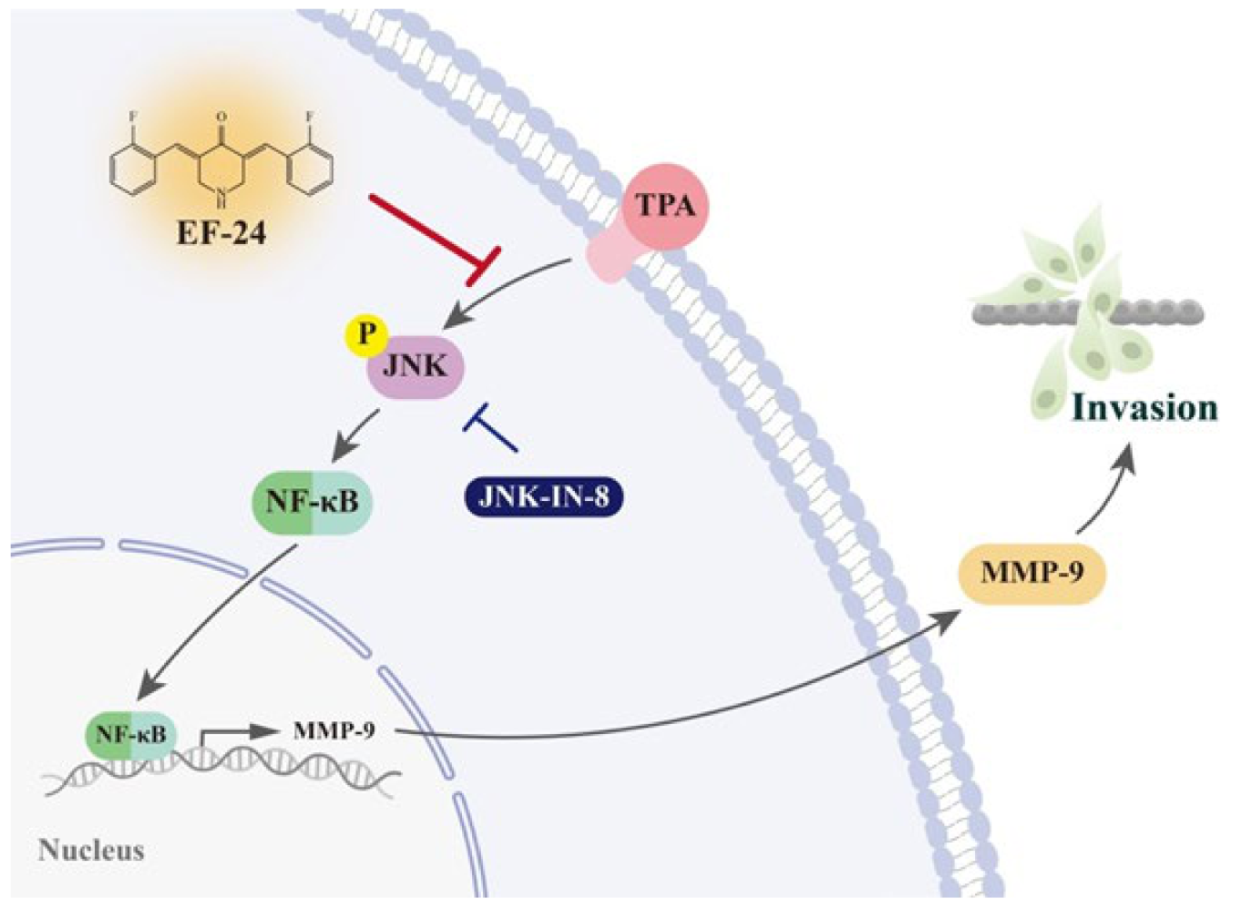 Cancers 15 01552 g007 Cancers 15 01552 g007