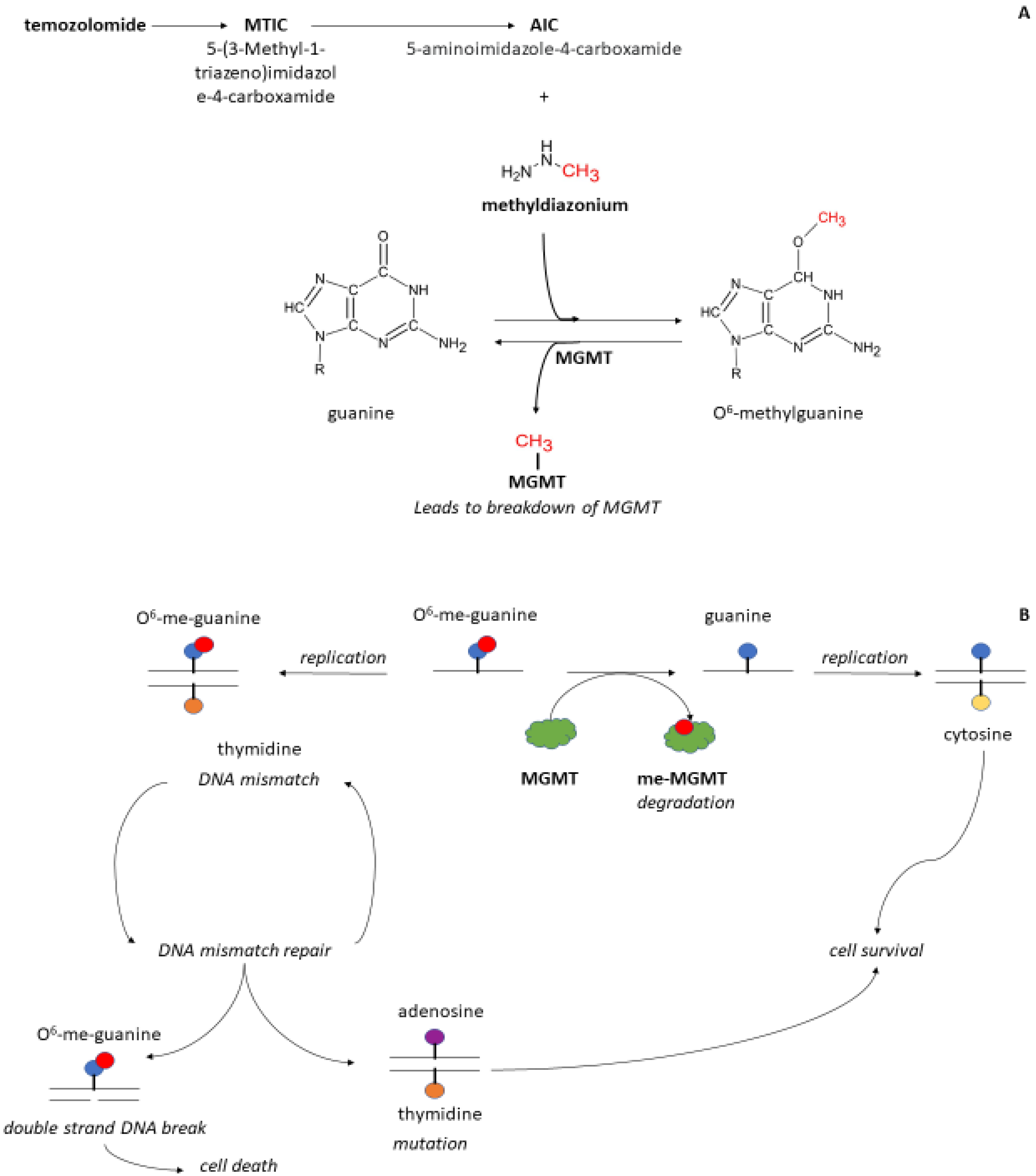 Cancers | Free Full-Text | Myelotoxicity of Temozolomide Treatment in  Patients with Glioblastoma Is It Time for a More Mechanistic Approach?
