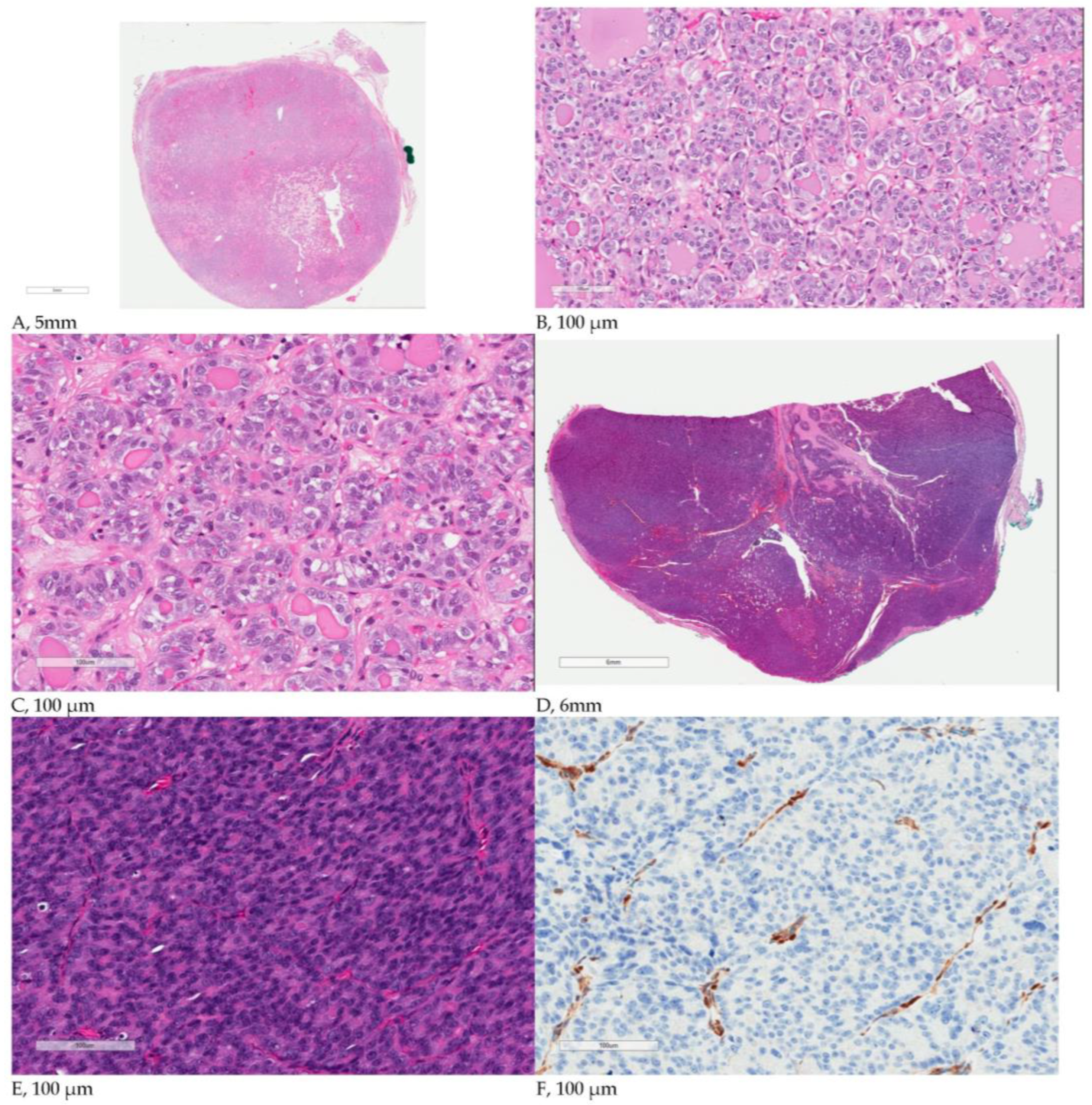 Cancers 15 01575 g001 Cancers 15 01575 g001