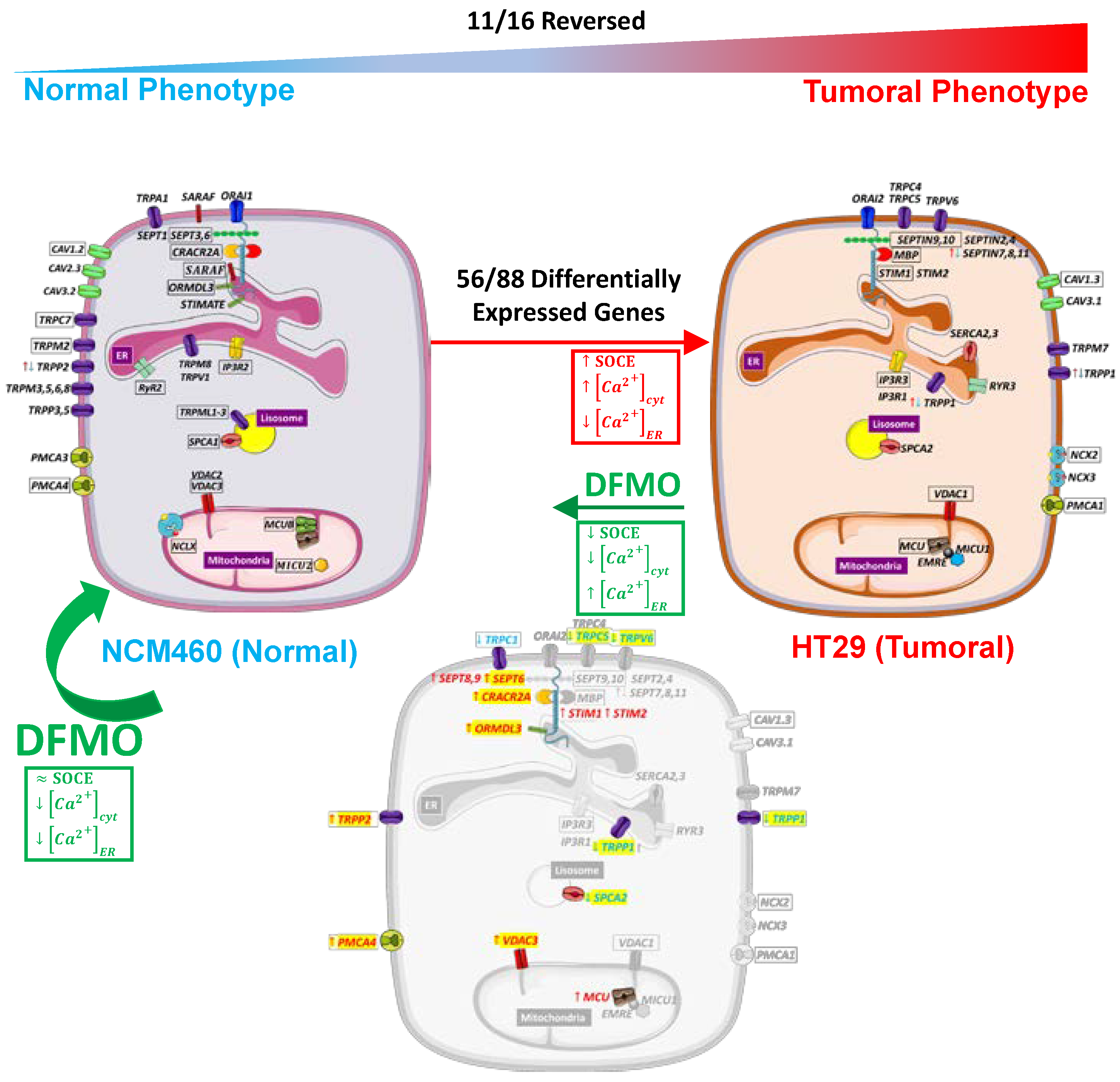 Cancers 15 01600 g012