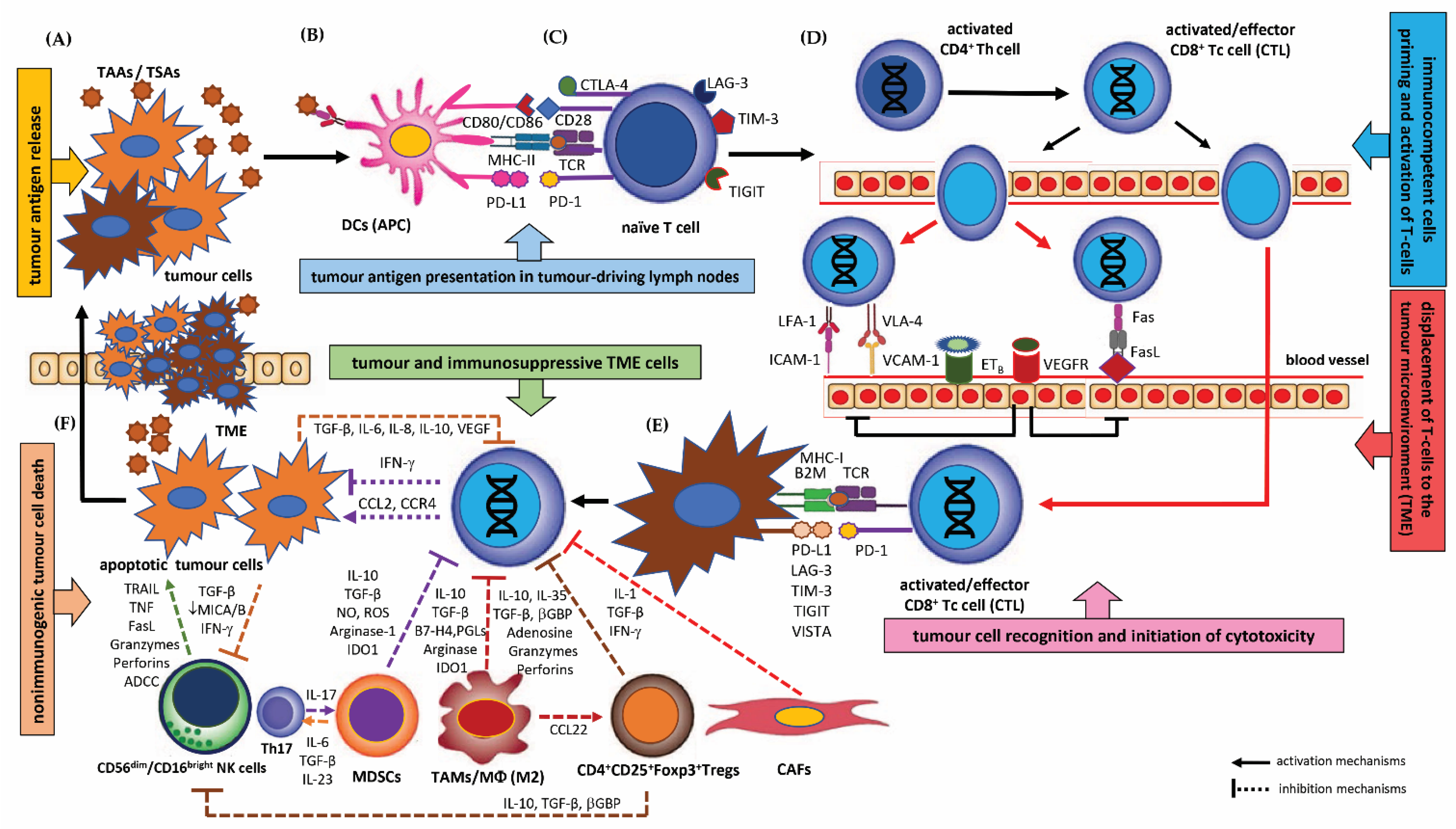 Cancers | Free Full-Text | The Role of Different Immunocompetent Cell Populations in the Pathogenesis of Head and Neck Cancer&mdash;Regulatory Mechanisms of Pro- and Anti-Cancer Activity and Their Impact on Immunotherapy