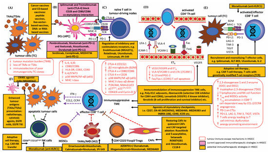 The Role of Different Immunocompetent Cell Populations in