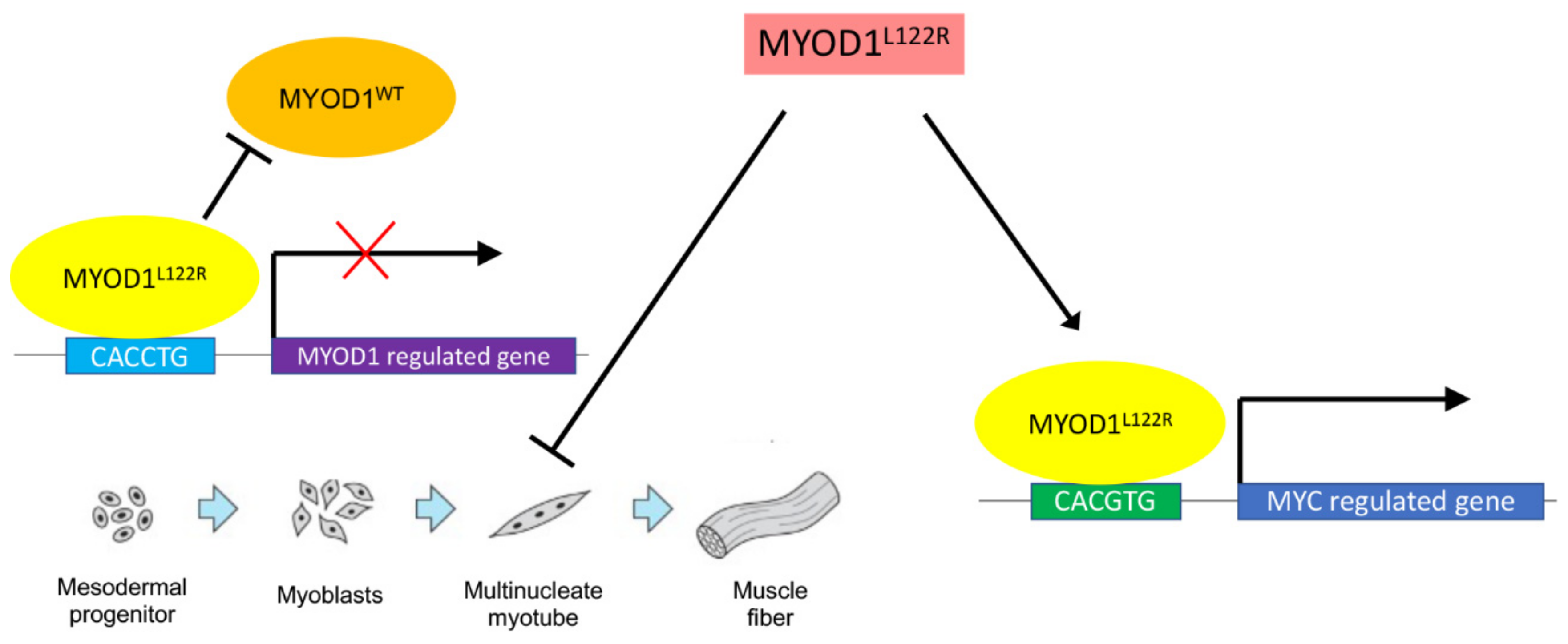 Cancers 15 01644 g001 Cancers 15 01644 g001