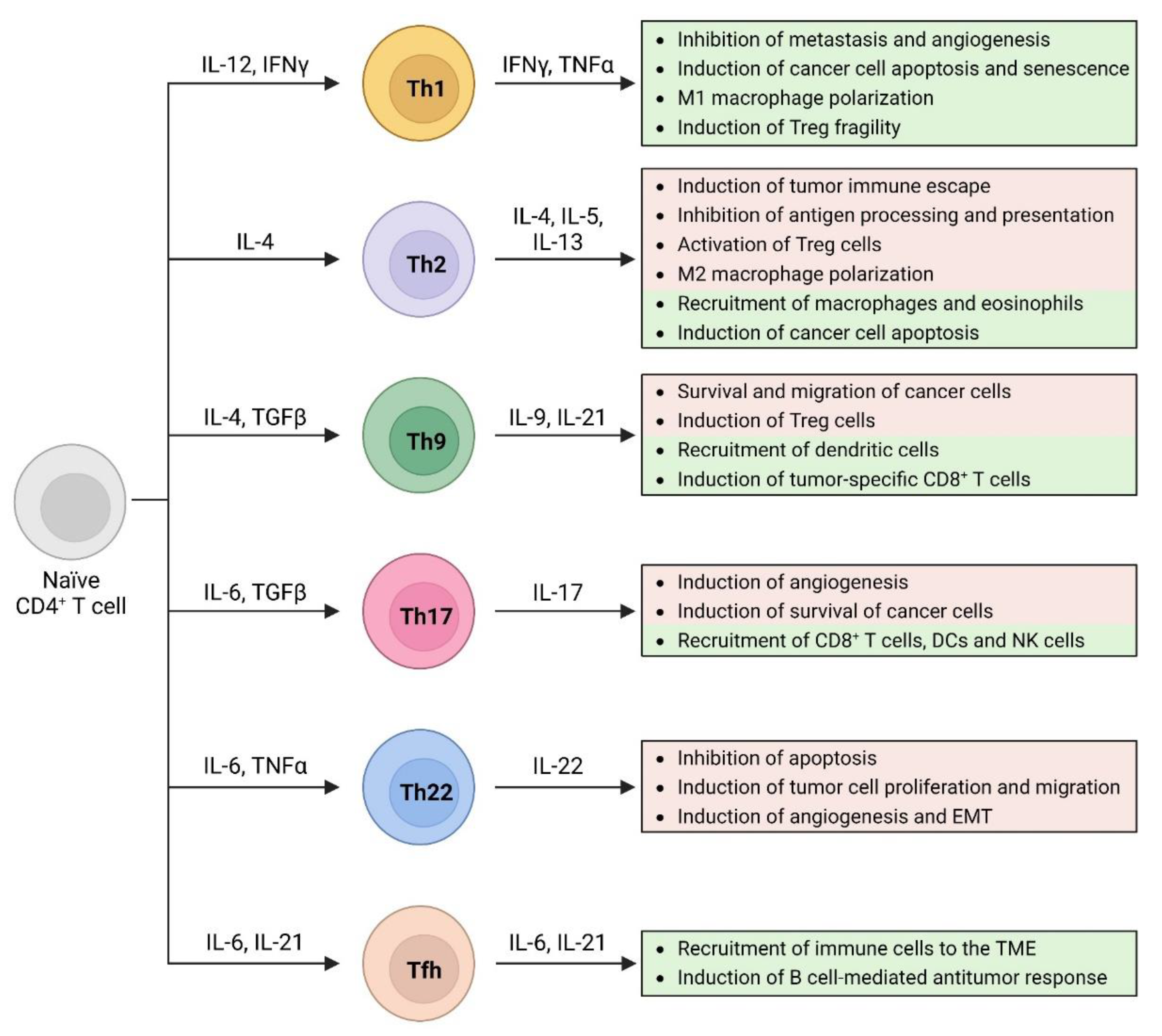 Role and Potential of Different T Helper Cell Subsets in Adoptive 