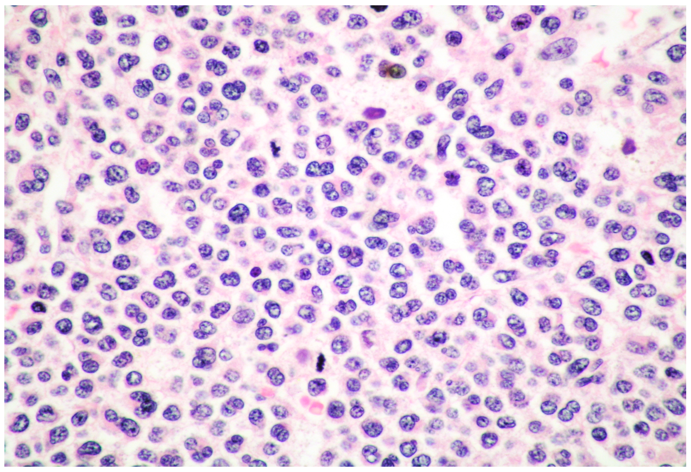 Cancers 15 01664 g001 Cancers 15 01664 g001