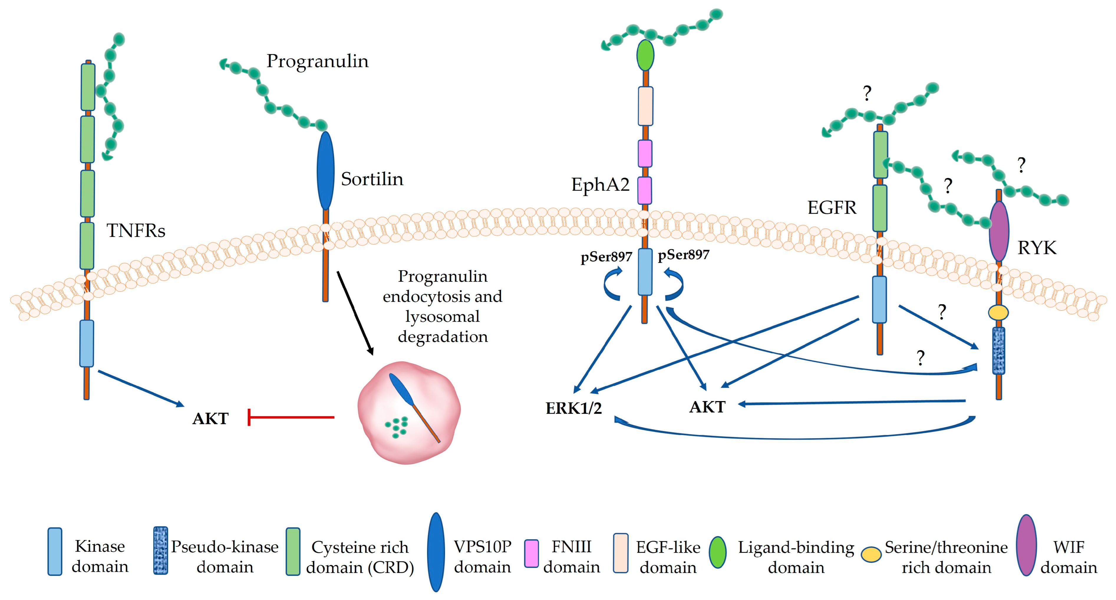 Cancers 15 01706 g002