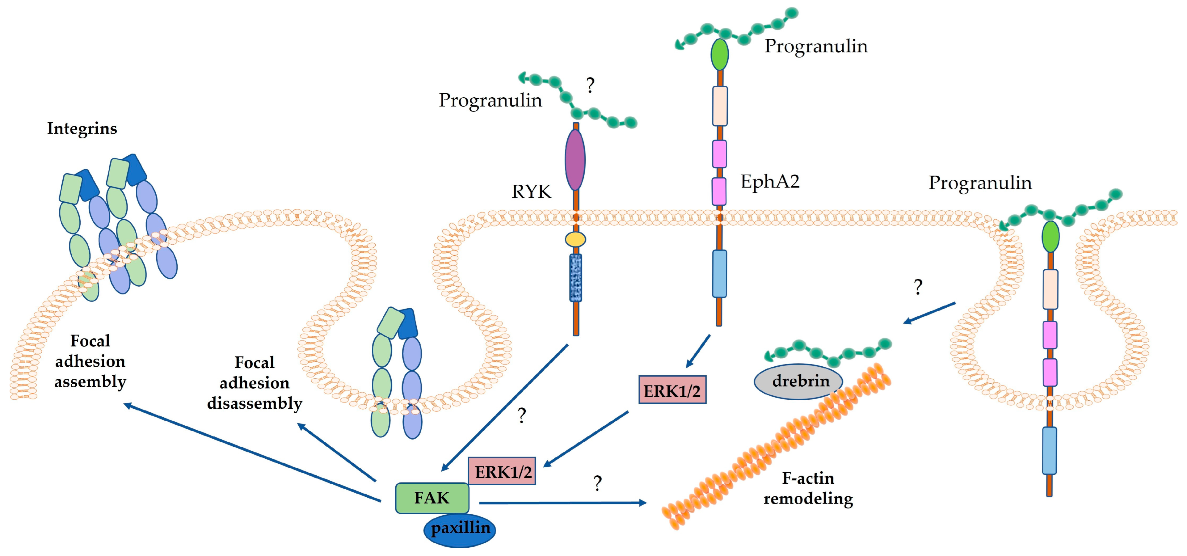Cancers 15 01706 g003