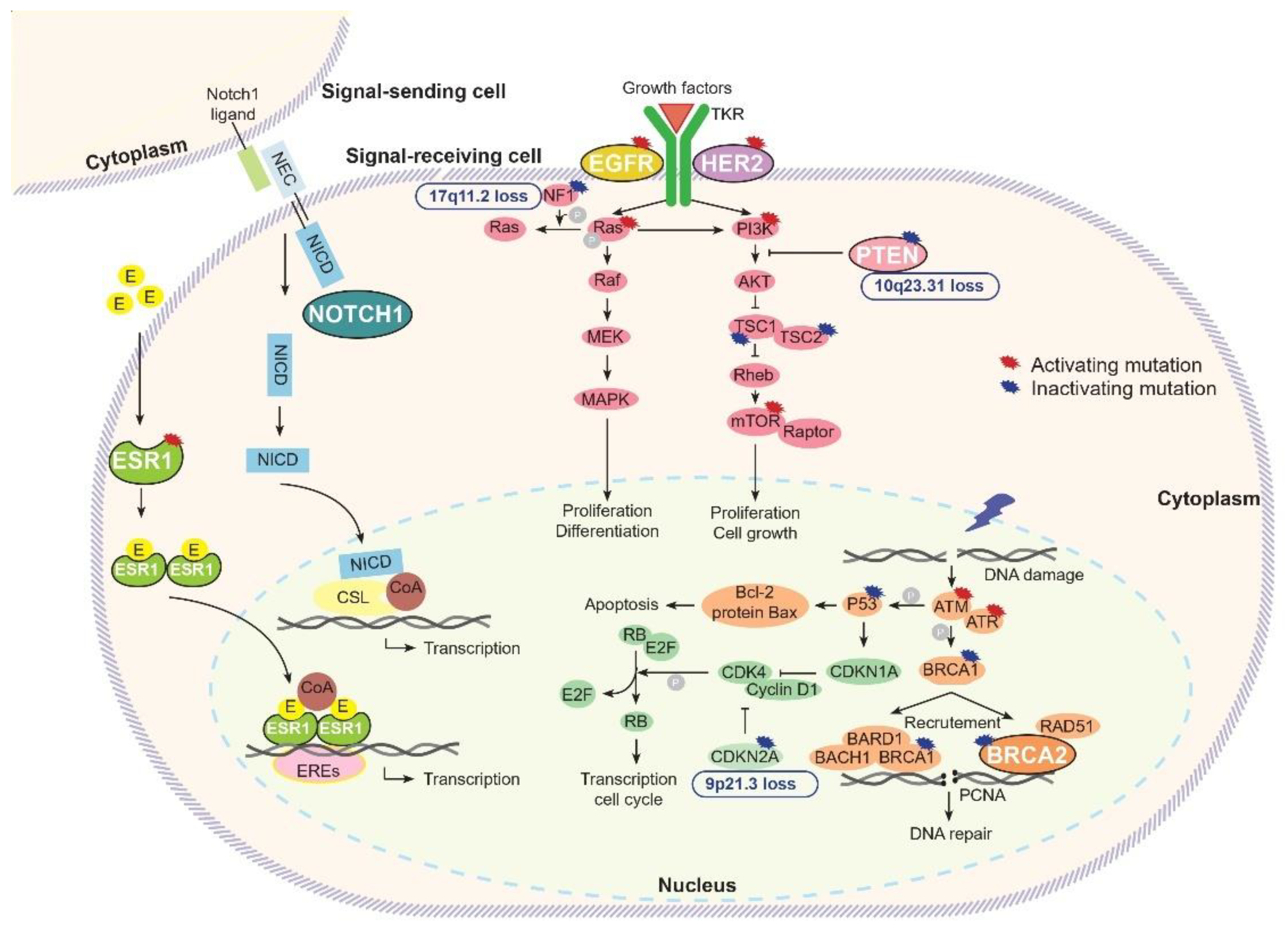 Cancers 15 01728 g004 Cancers 15 01728 g004