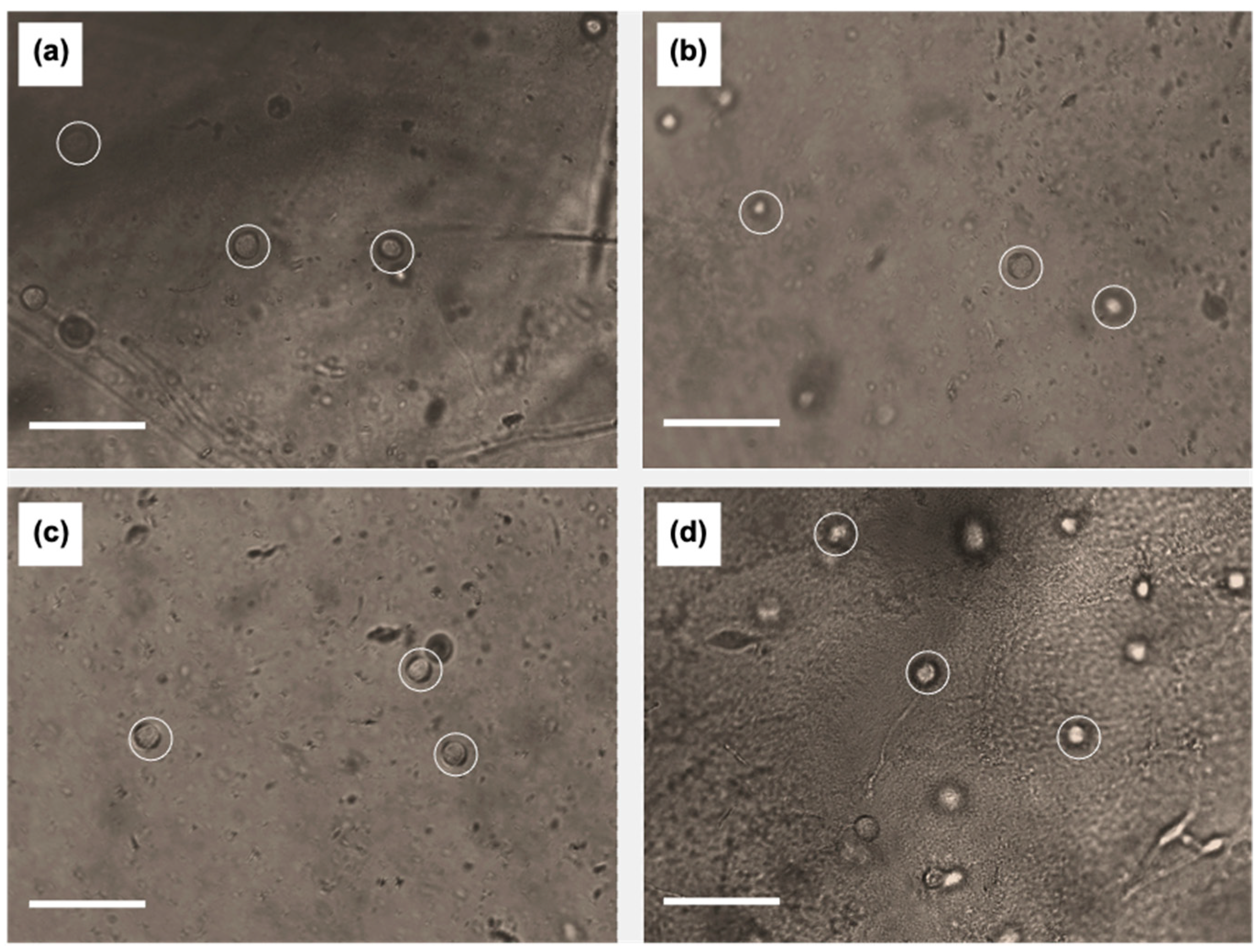 Cancers 15 01729 g006 Cancers 15 01729 g006