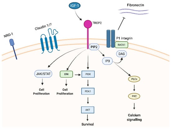 Cancers | Free Full-Text | Overview of Trop-2 in Cancer: From Pre