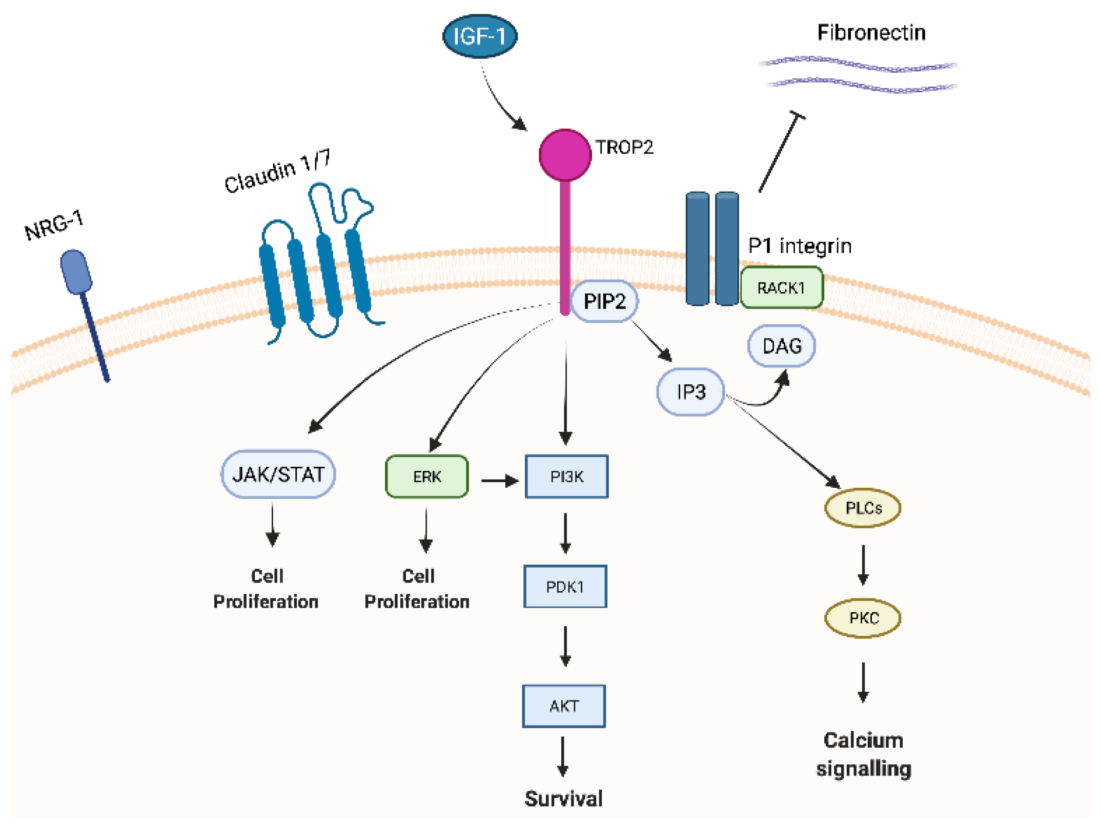 Trophoblast cell surface antigen 2 in cancer encyclopedia mdpi