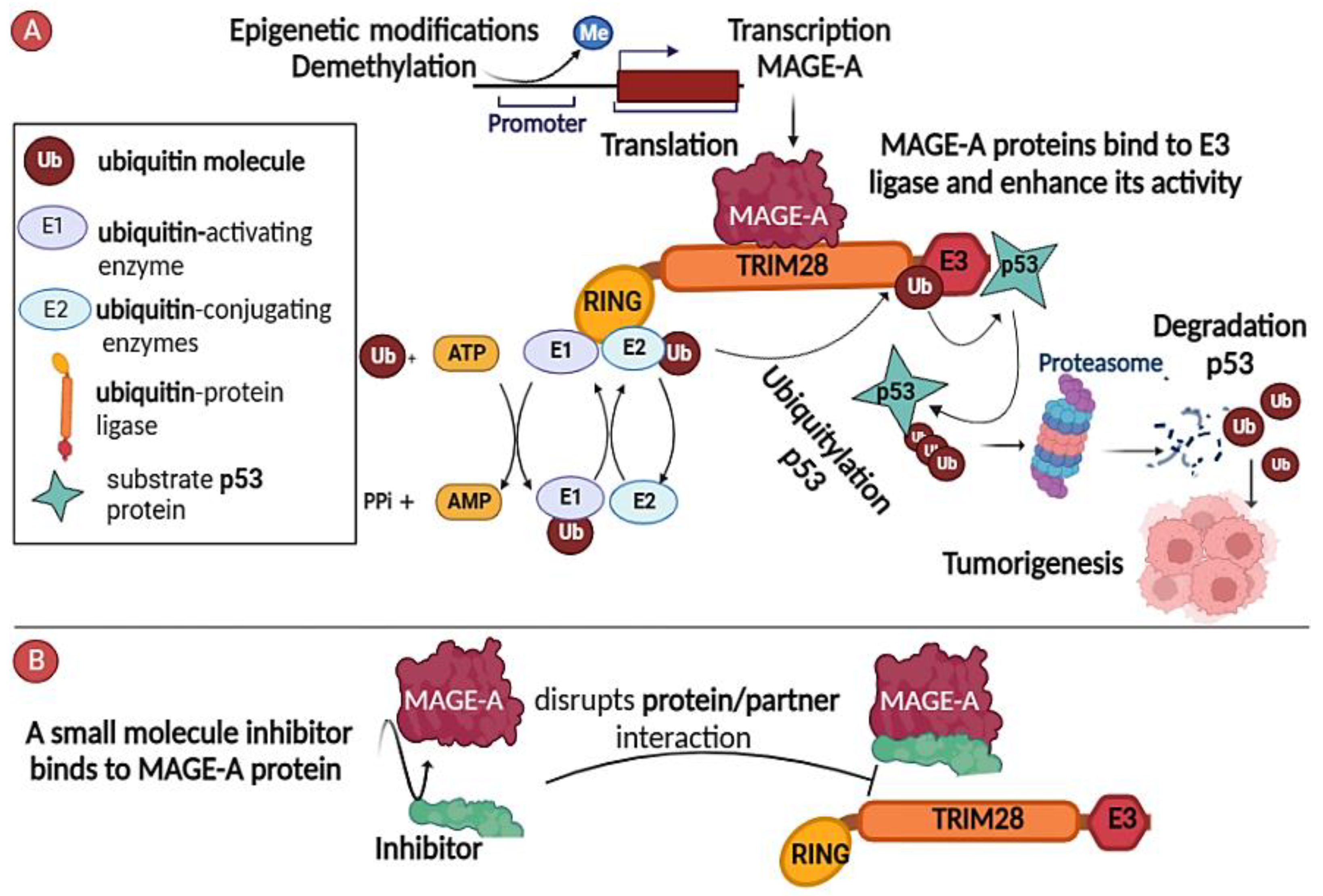 Cancers 15 01779 g001 Cancers 15 01779 g001
