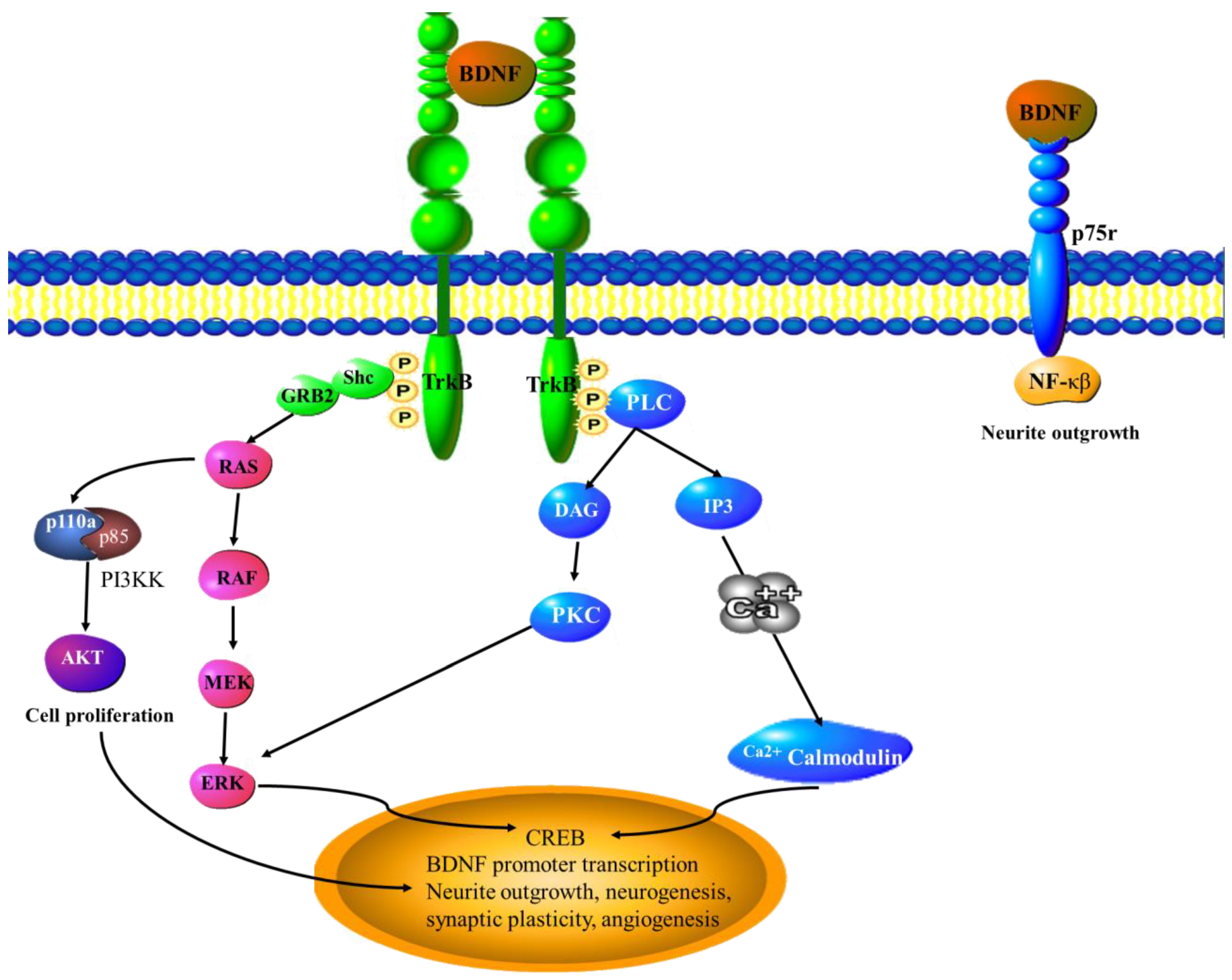 Cancers 15 01805 g005 Cancers 15 01805 g005