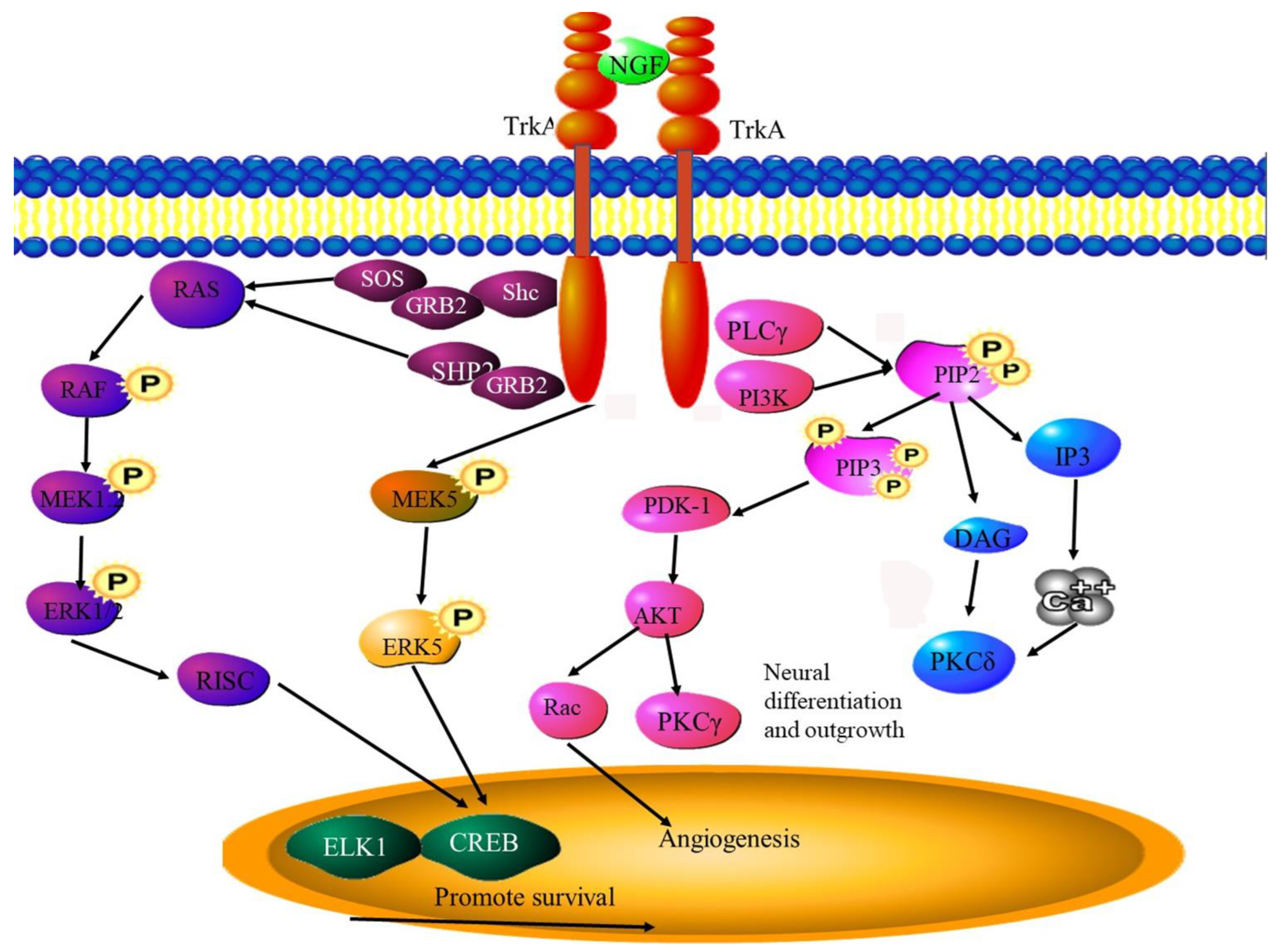 Cancers 15 01805 g006 Cancers 15 01805 g006