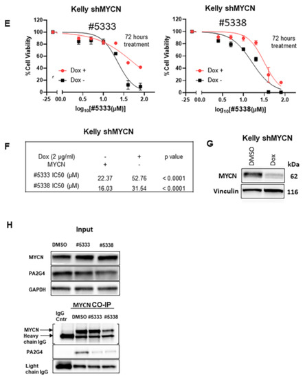 An ALYREF-MYCN coactivator complex drives neuroblastoma tumorigenesis  through effects on USP3 and MYCN stability