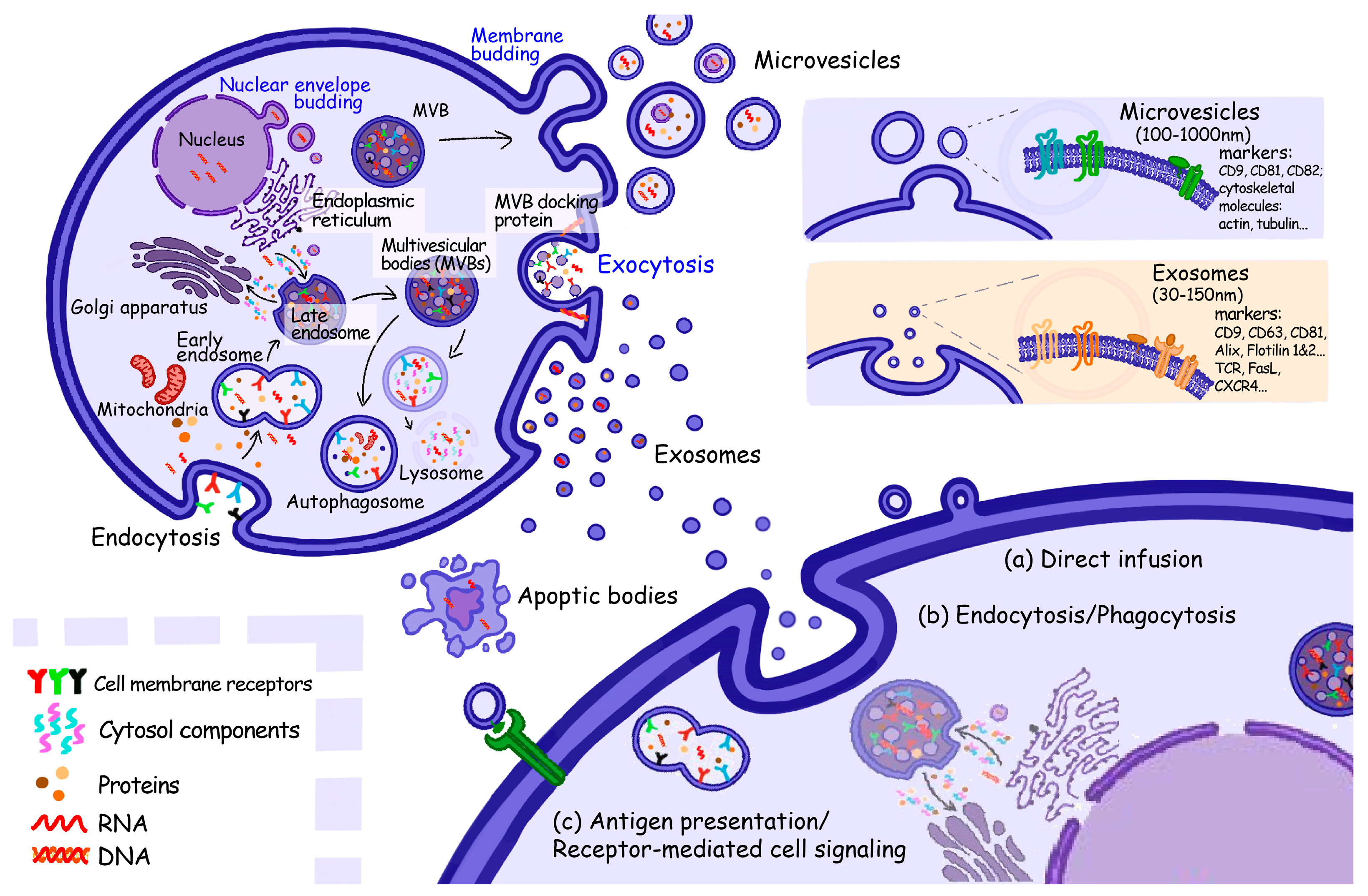 Cancers 15 01826 g001 Cancers 15 01826 g001