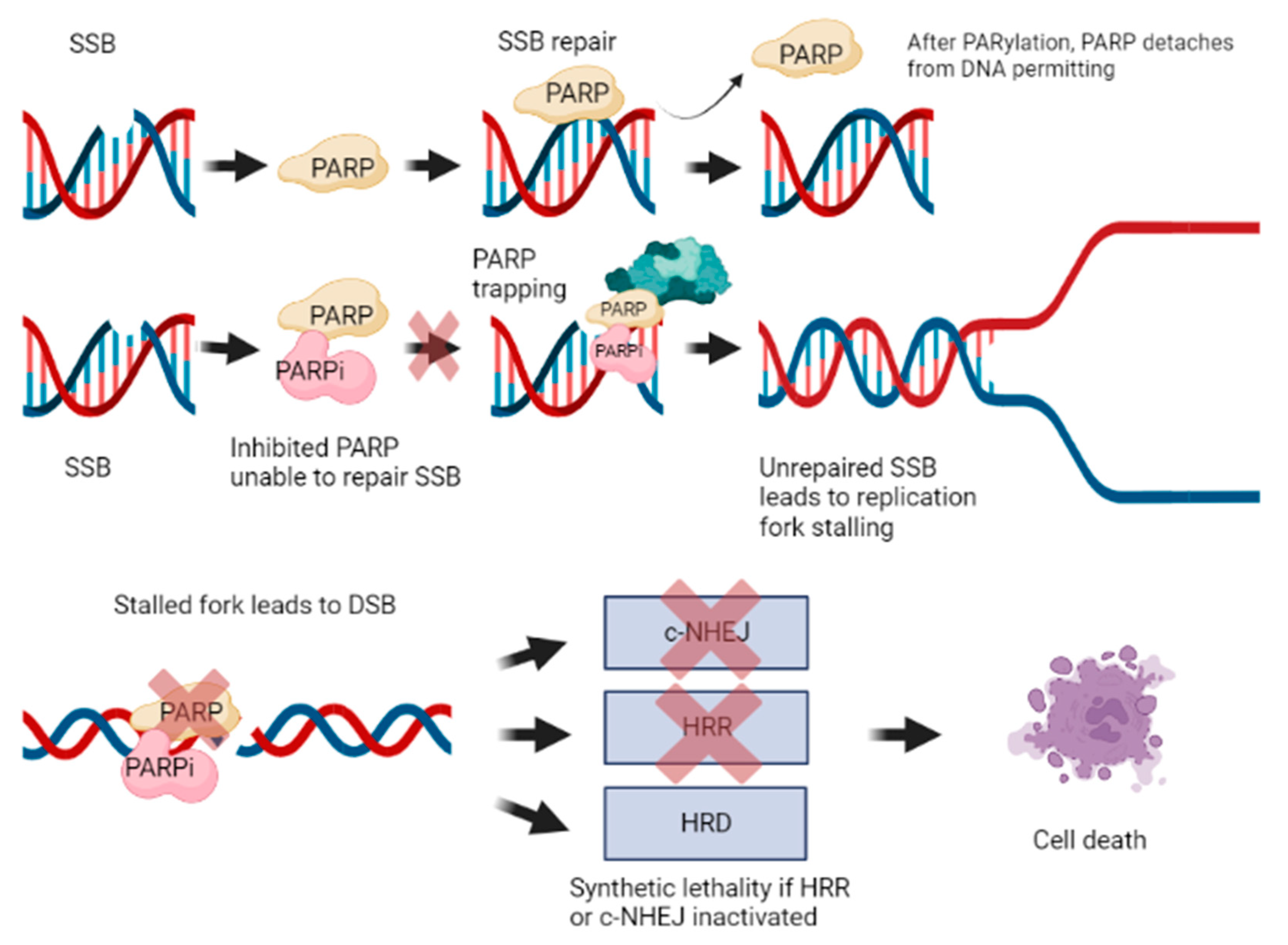 Cancers 15 01849 g002