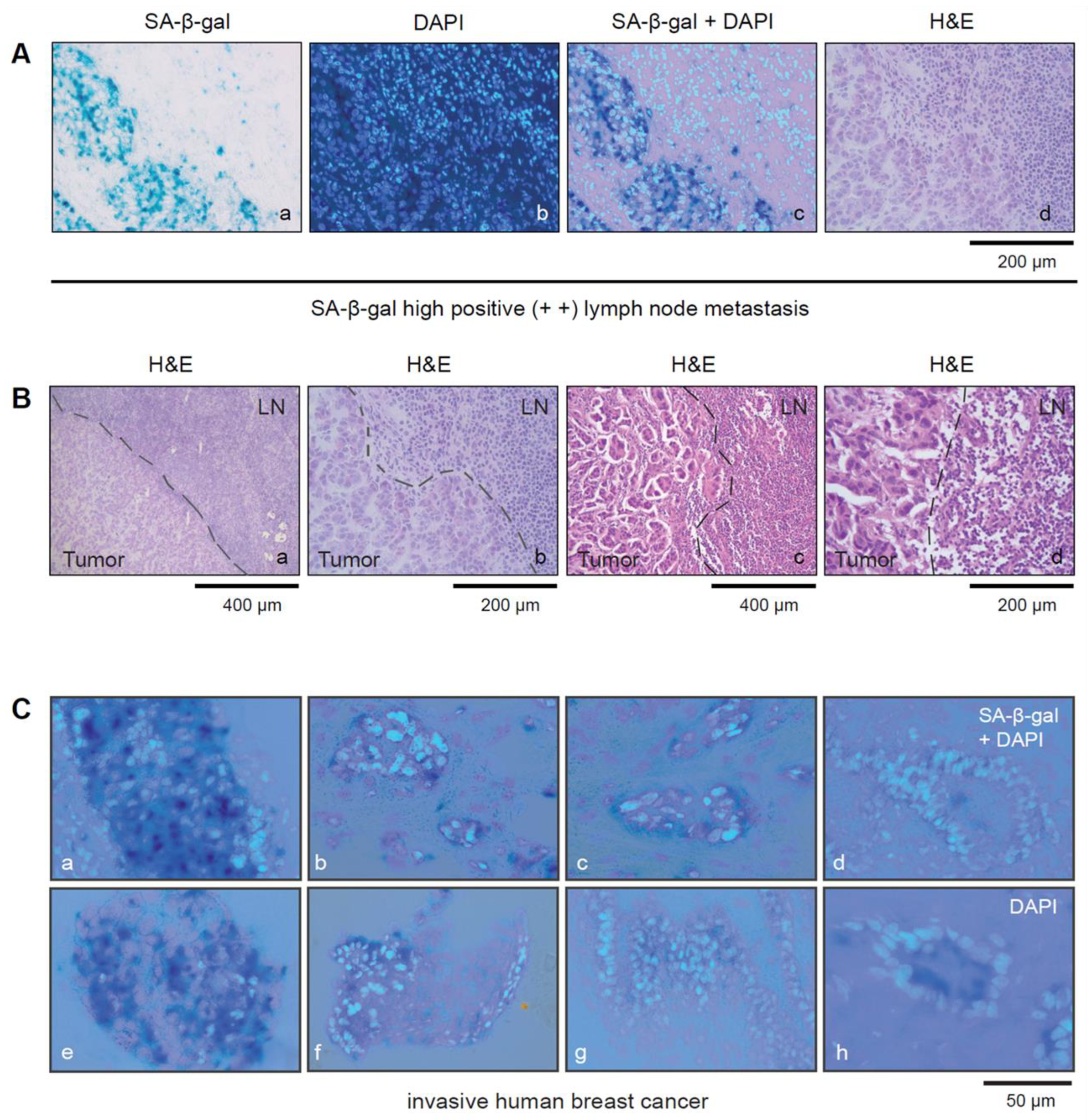 Cancers 15 01860 g002