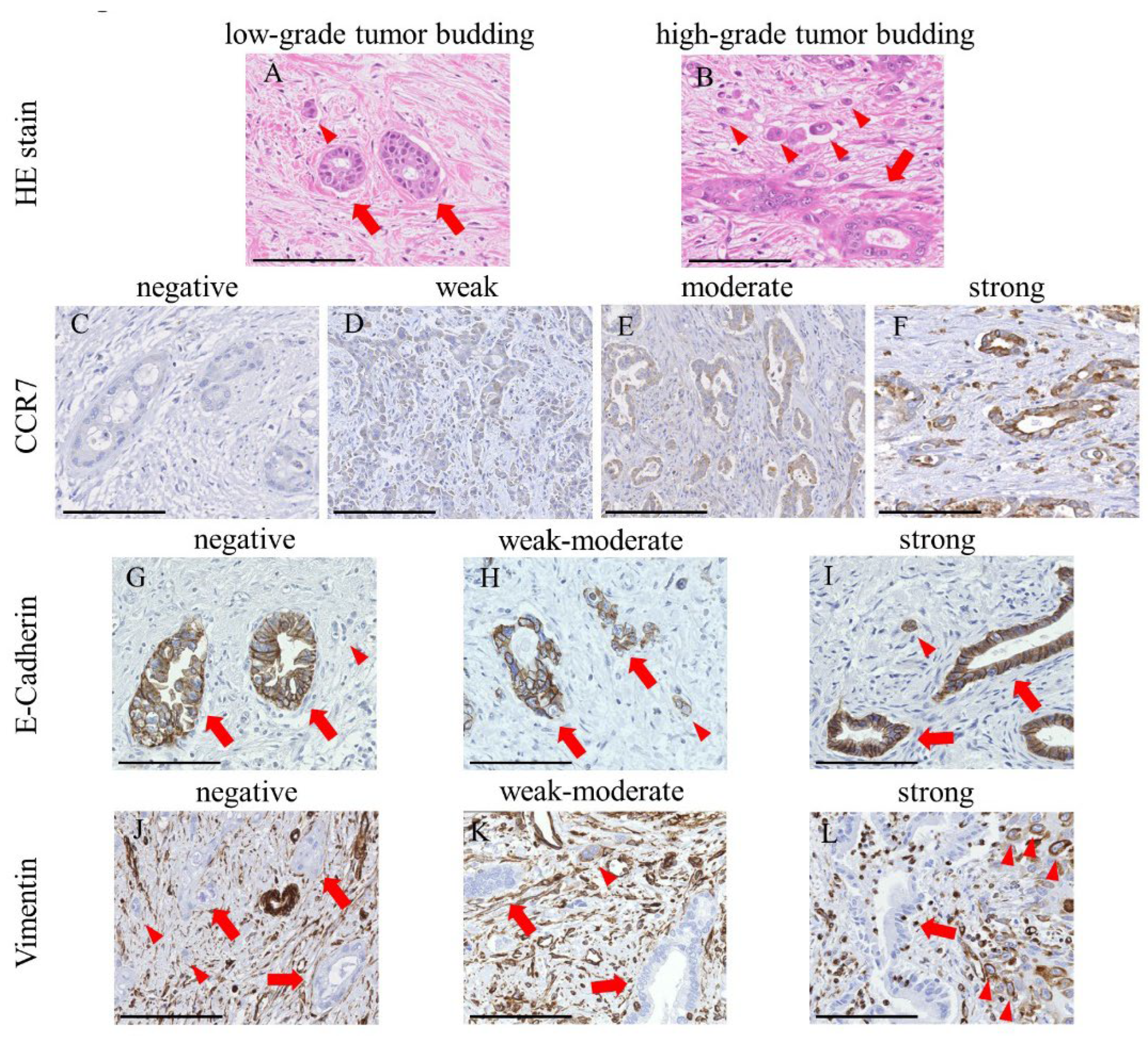 Cancers 15 01878 g001 Cancers 15 01878 g001